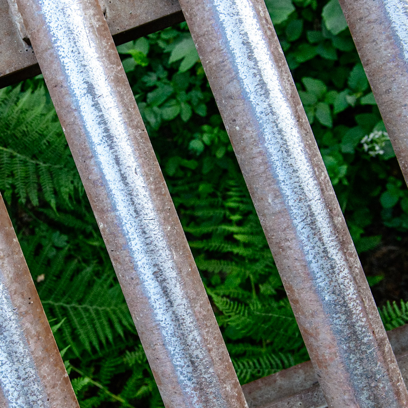 Nature libre (Vosges)