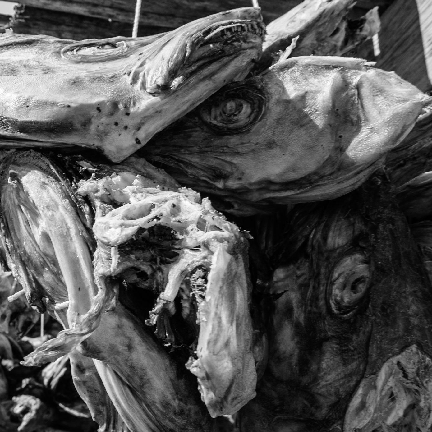 Pêche à la morue - Iles Lofoten