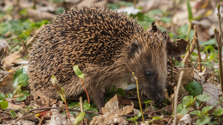 Egel