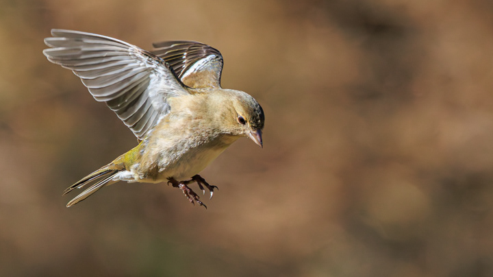 Vink ♀