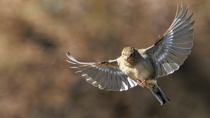 Vink ♀