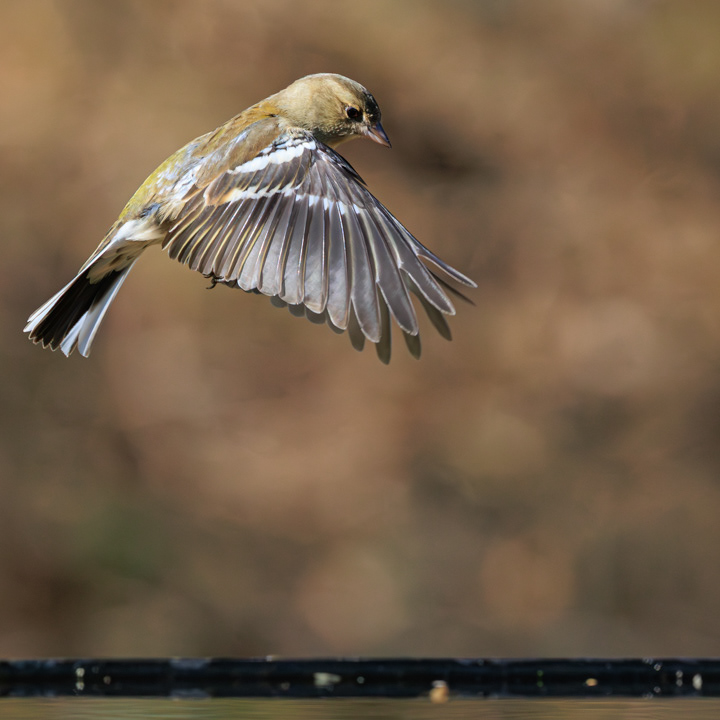 Vink ♀