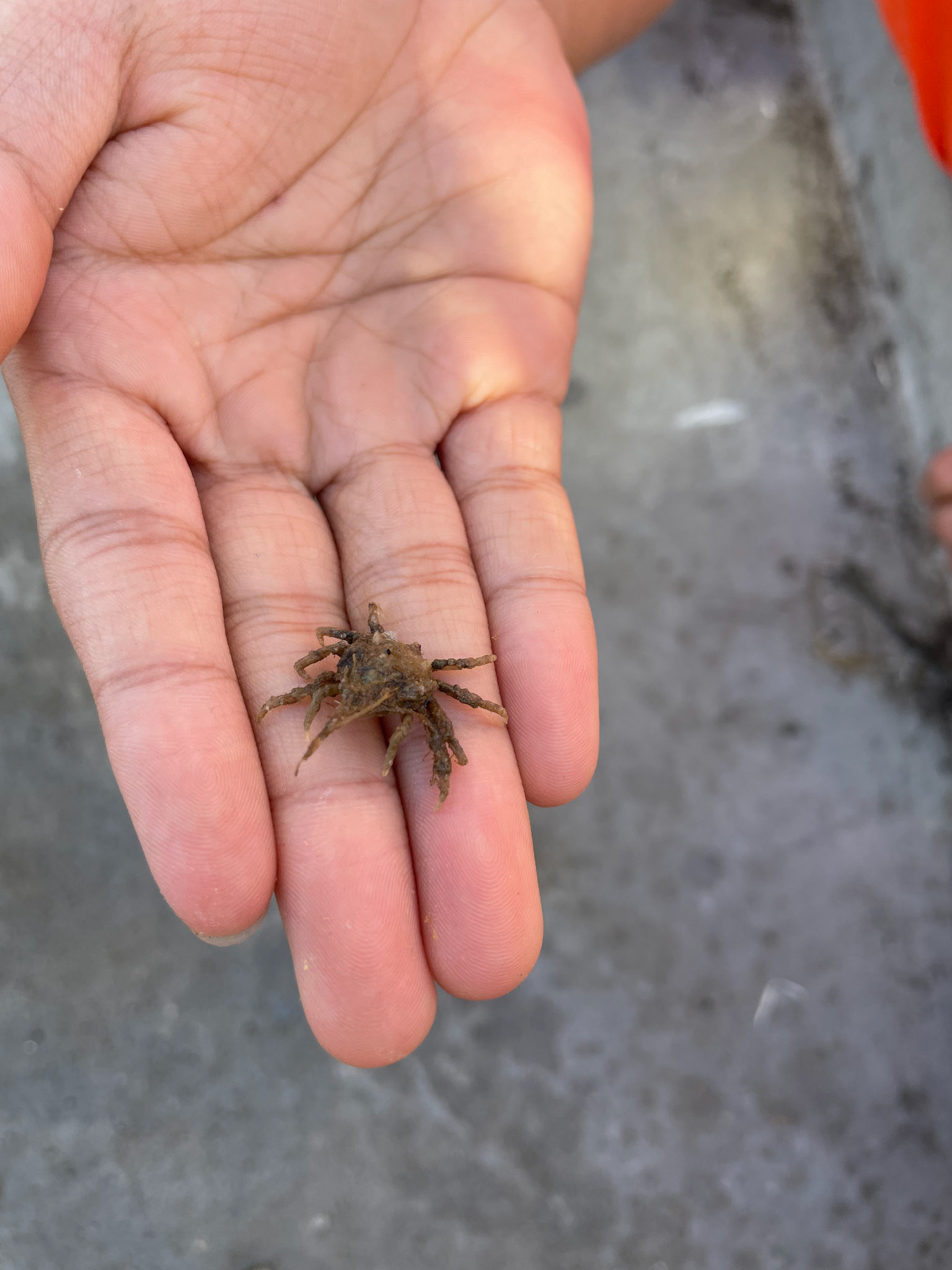 Arrow Crab