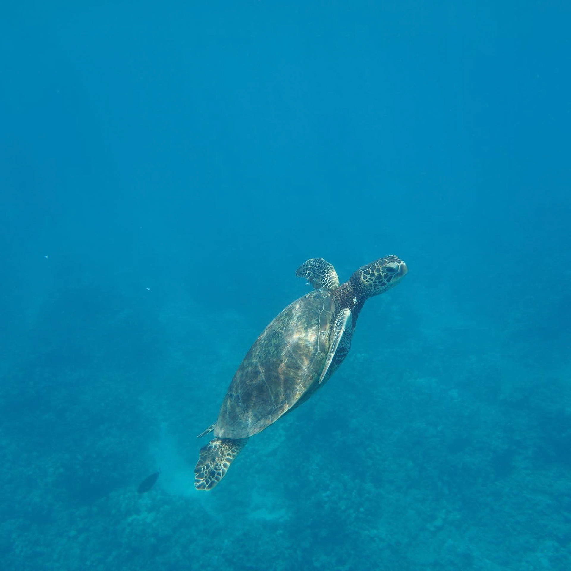 Kawaihae Cleanup – Marine Studies, HPA SCUBA & Sea Turtle Research