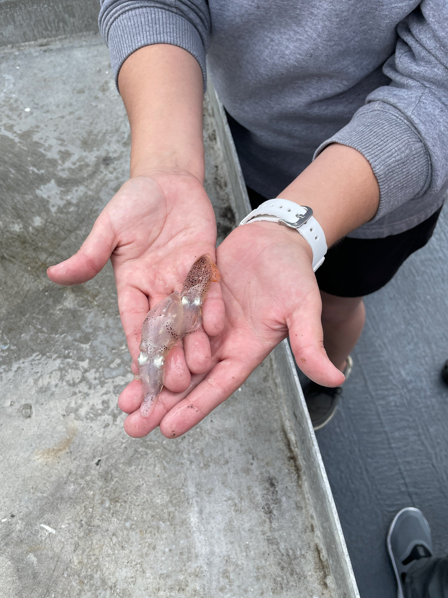 Squid