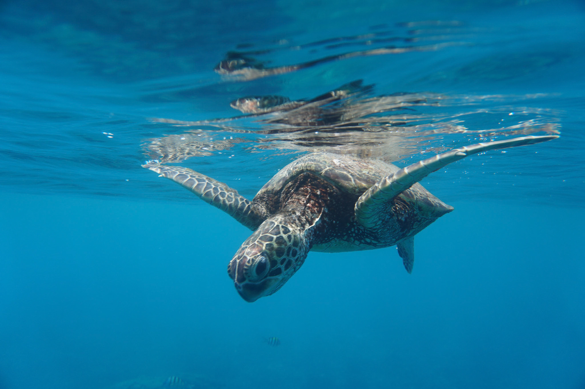 Kawaihae Cleanup – Marine Studies, HPA SCUBA & Sea Turtle Research Programs