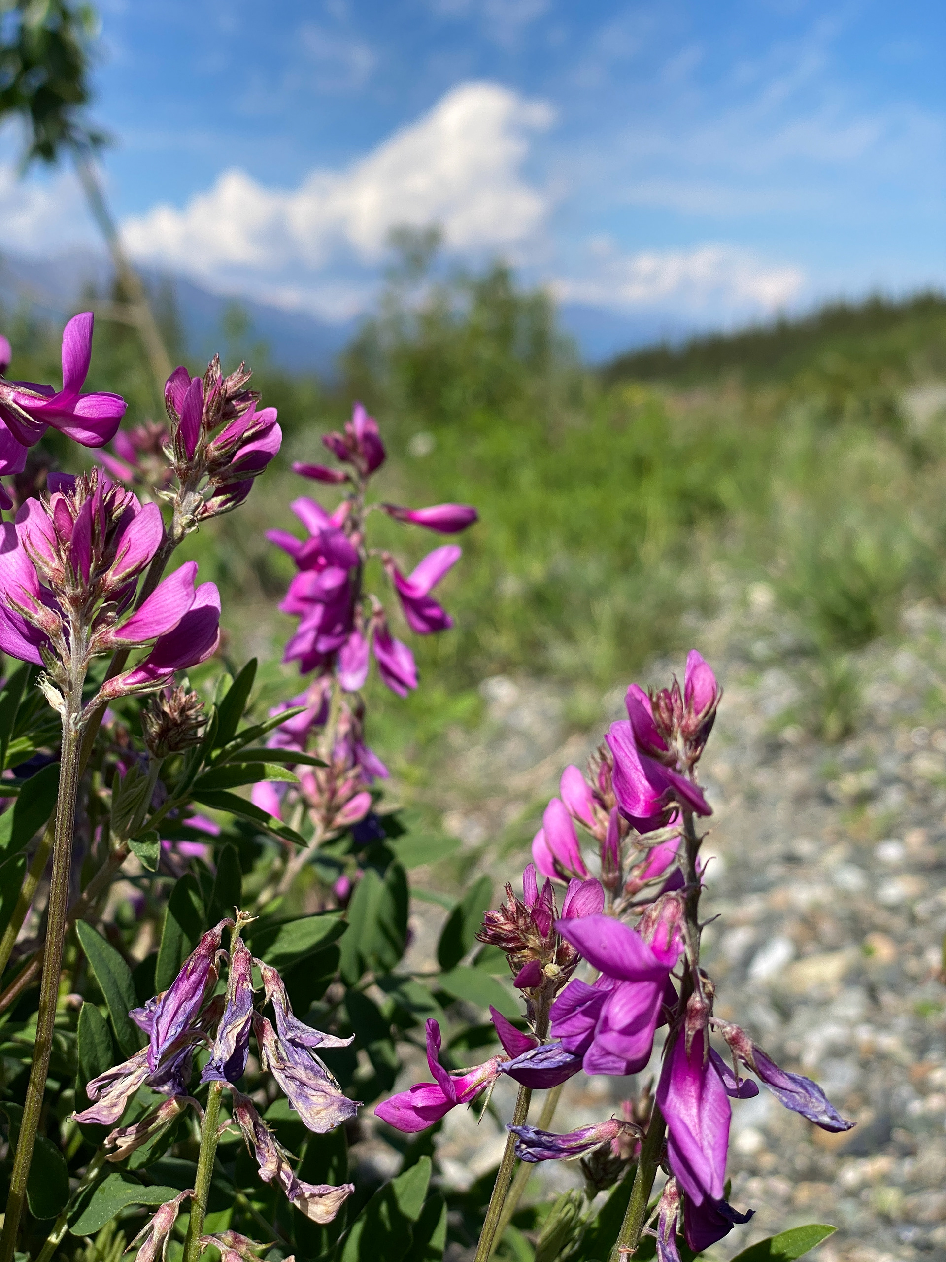 Roadside flowers in the Yukon, Canada