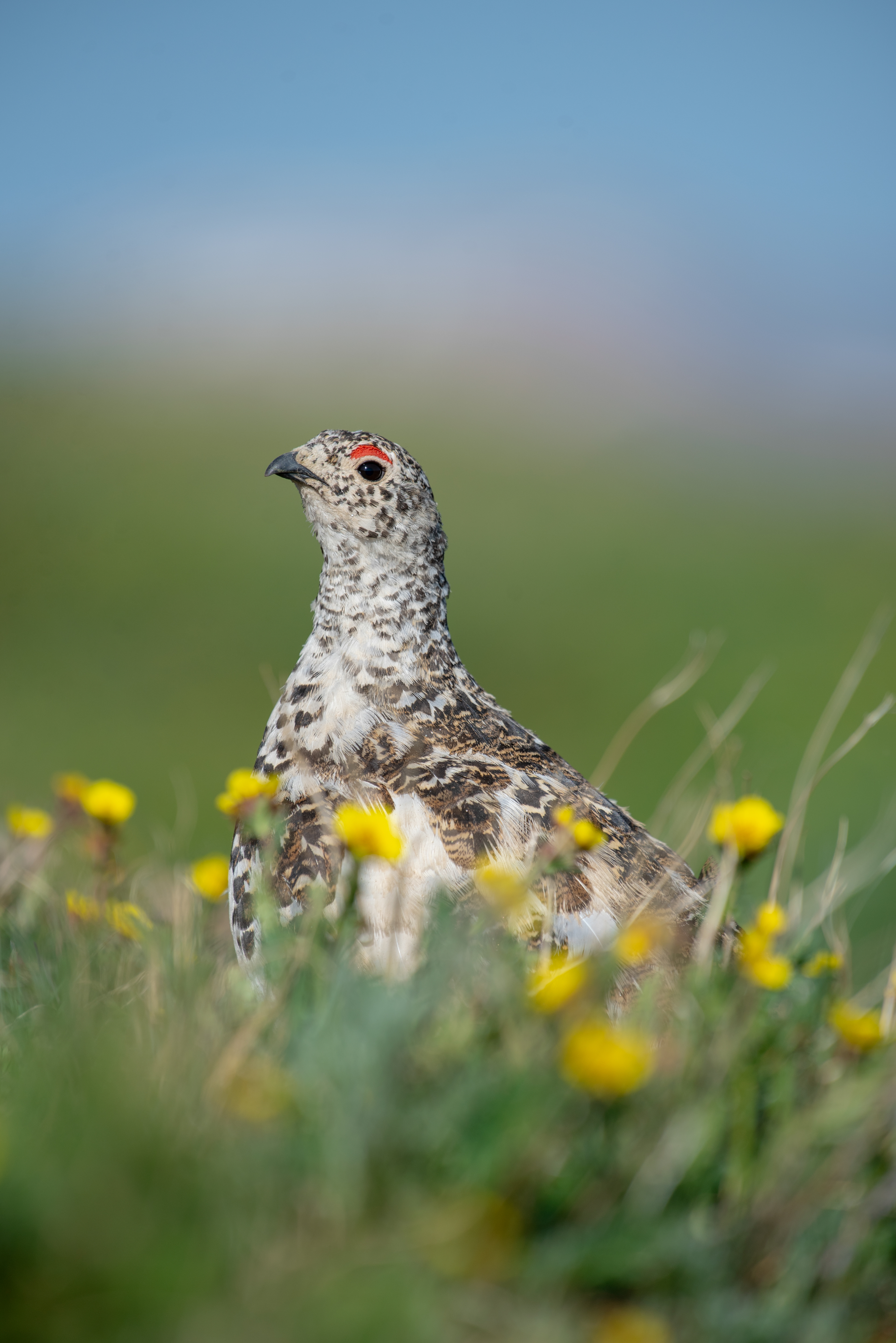 White-tailed Ptarmigan