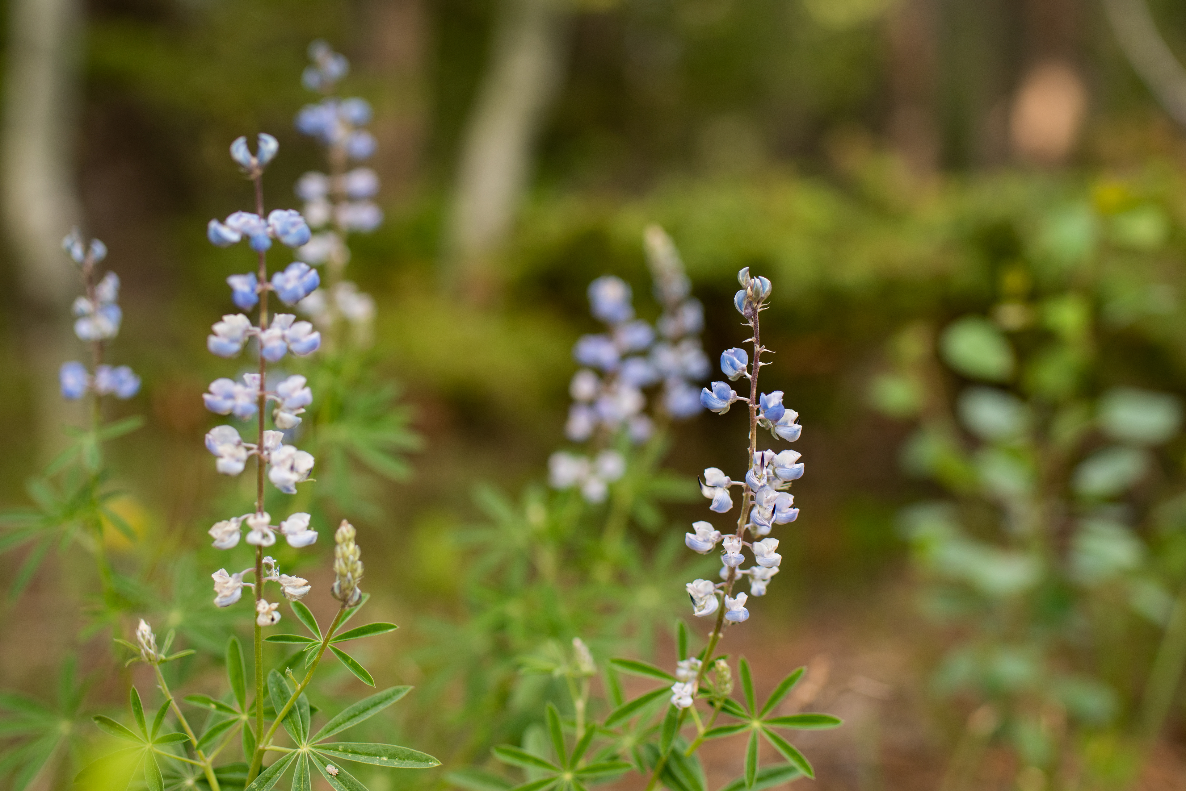 Silvery Lupine