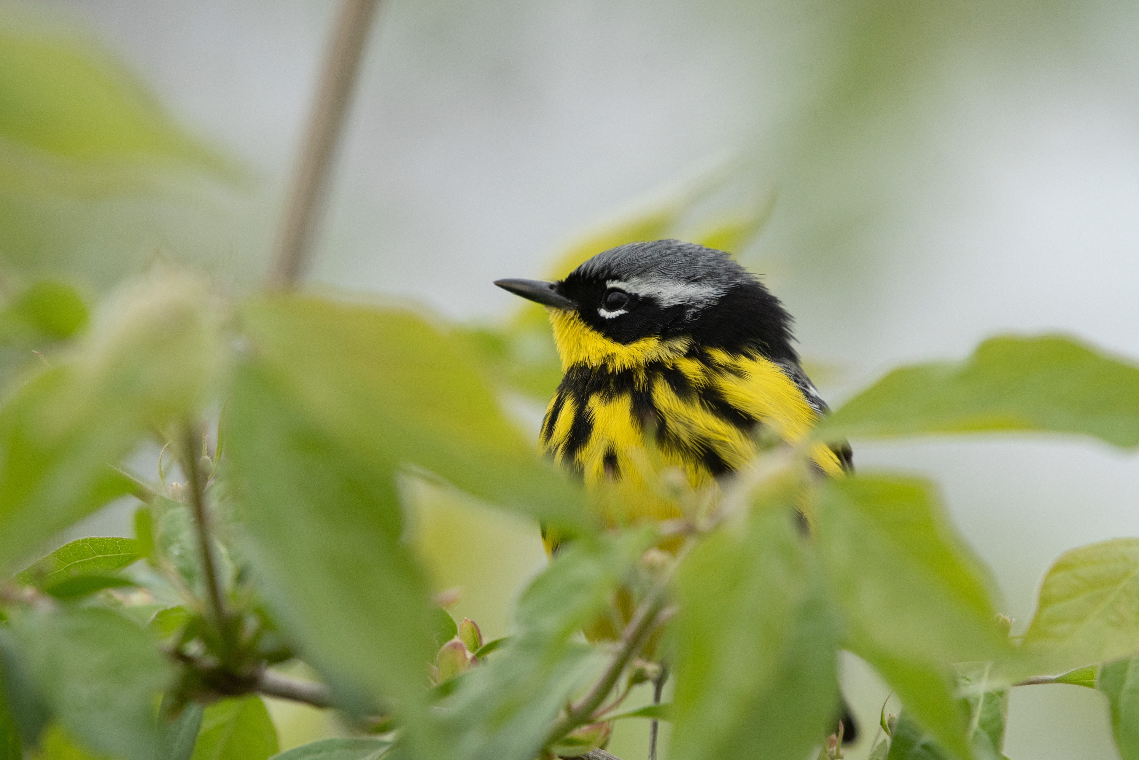 Magnolia Warbler