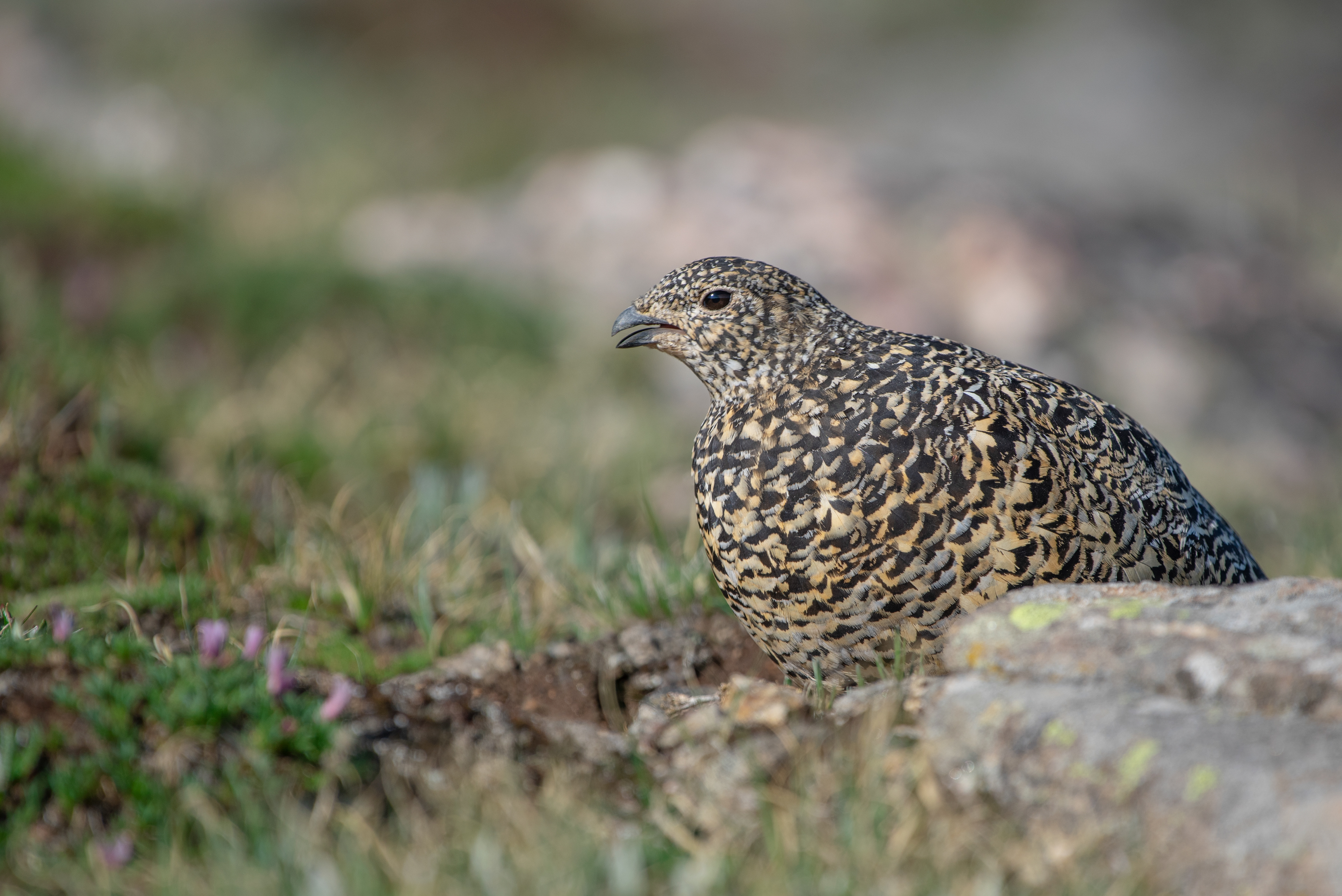 White-tailed Ptarmigan