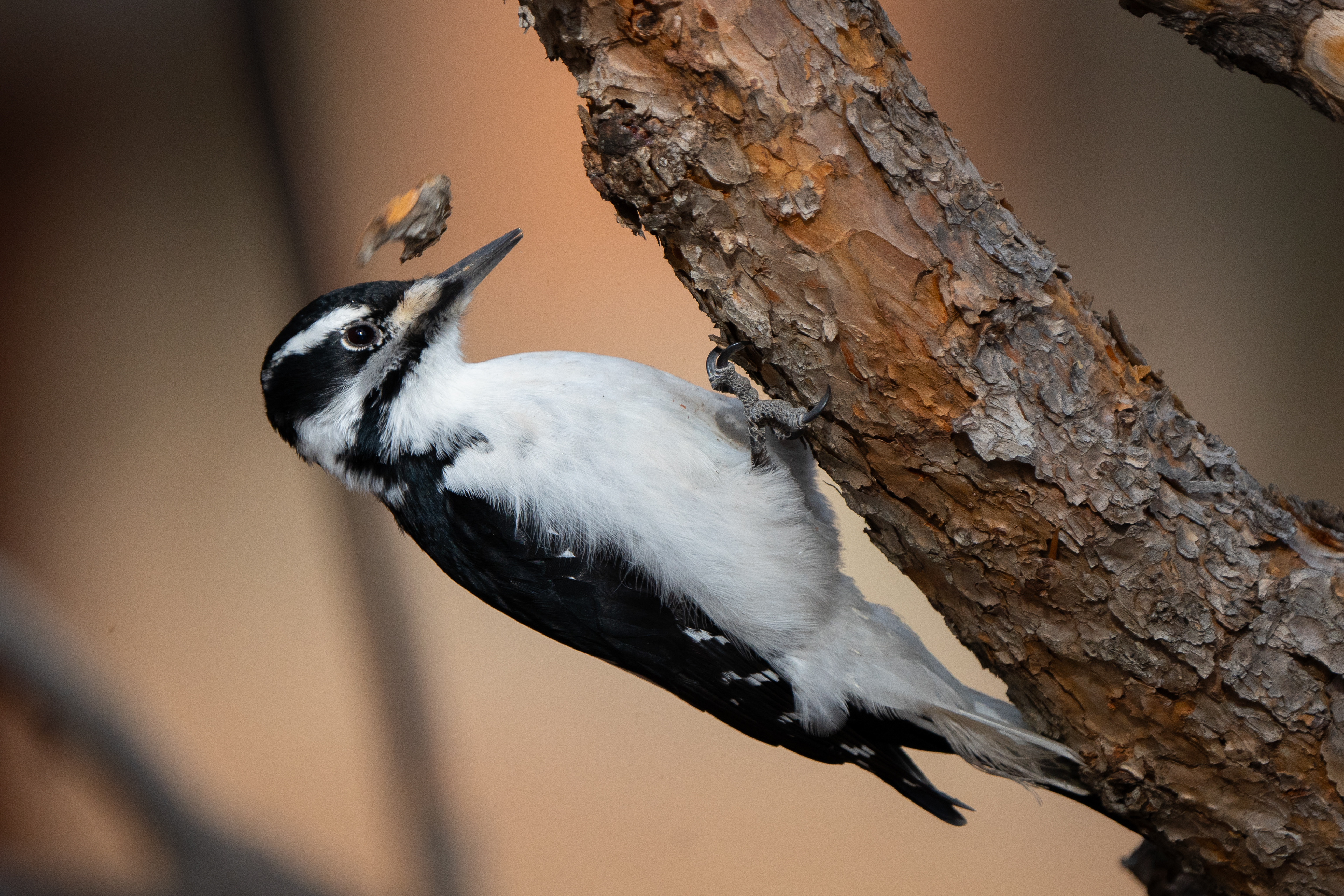 Rocky Mountain subspecies Hairy Woodpecker
