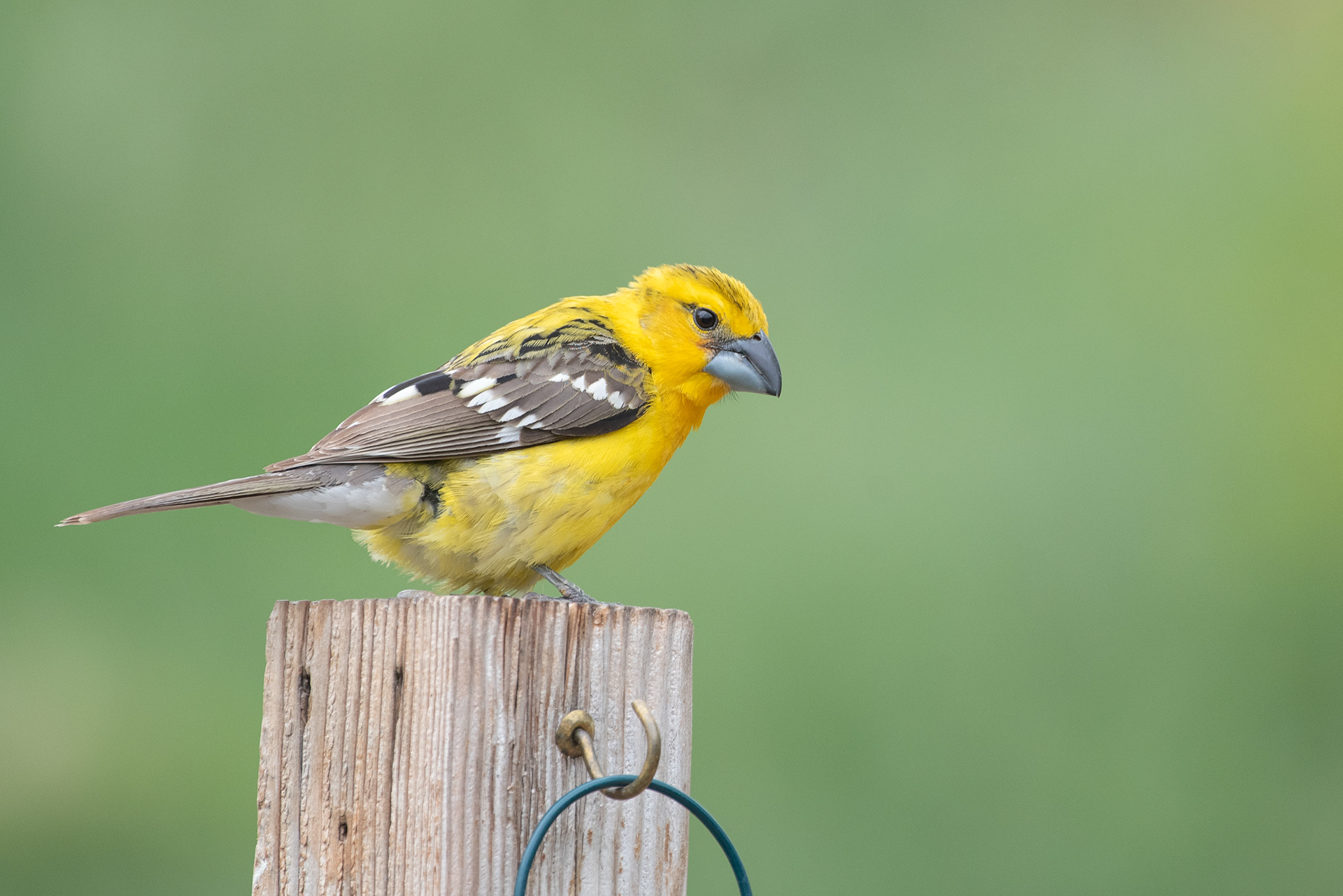 Yellow Grosbeak