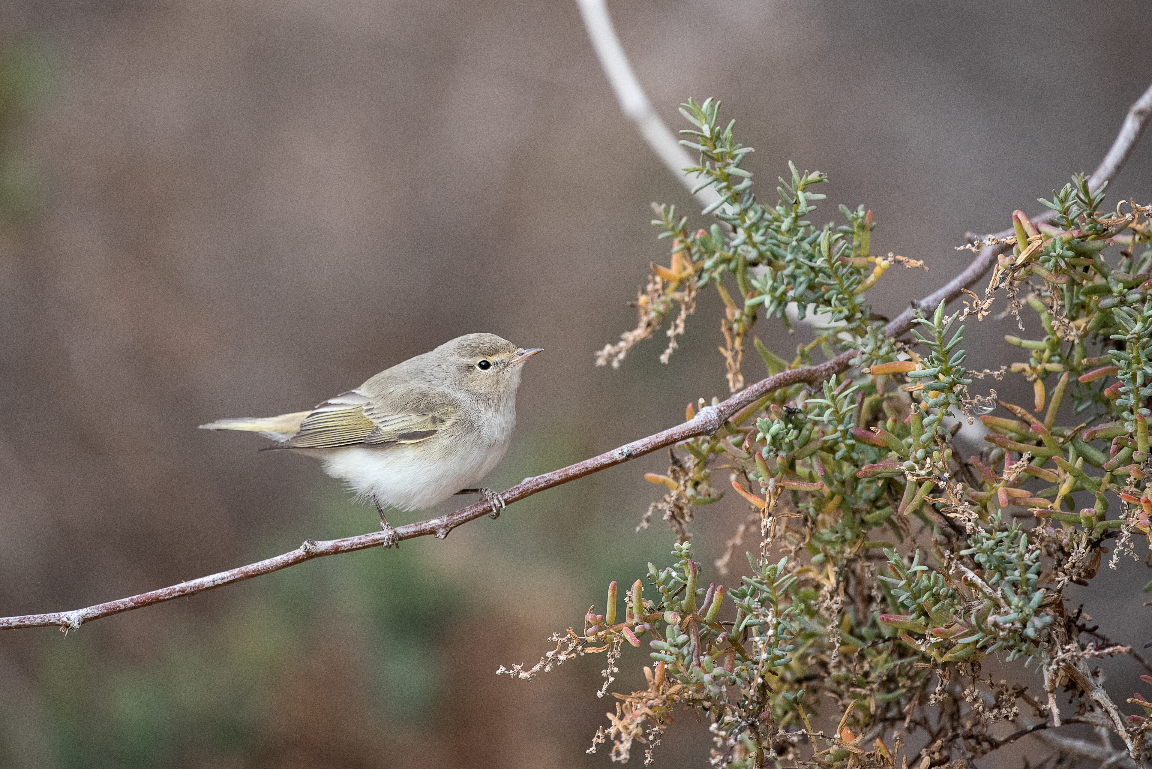 Eastern Bonelli's Warbler