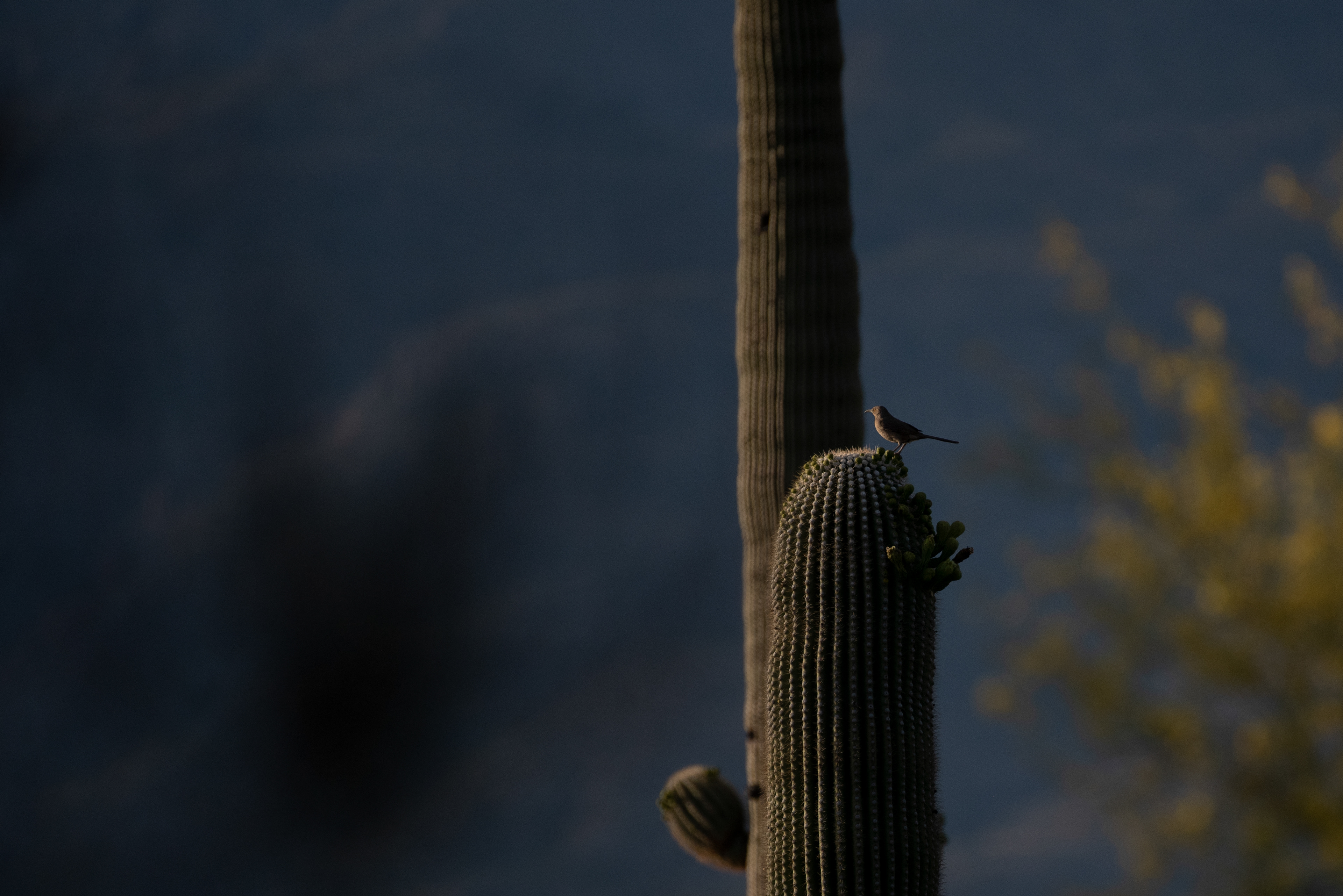 Curve-billed Thrasher