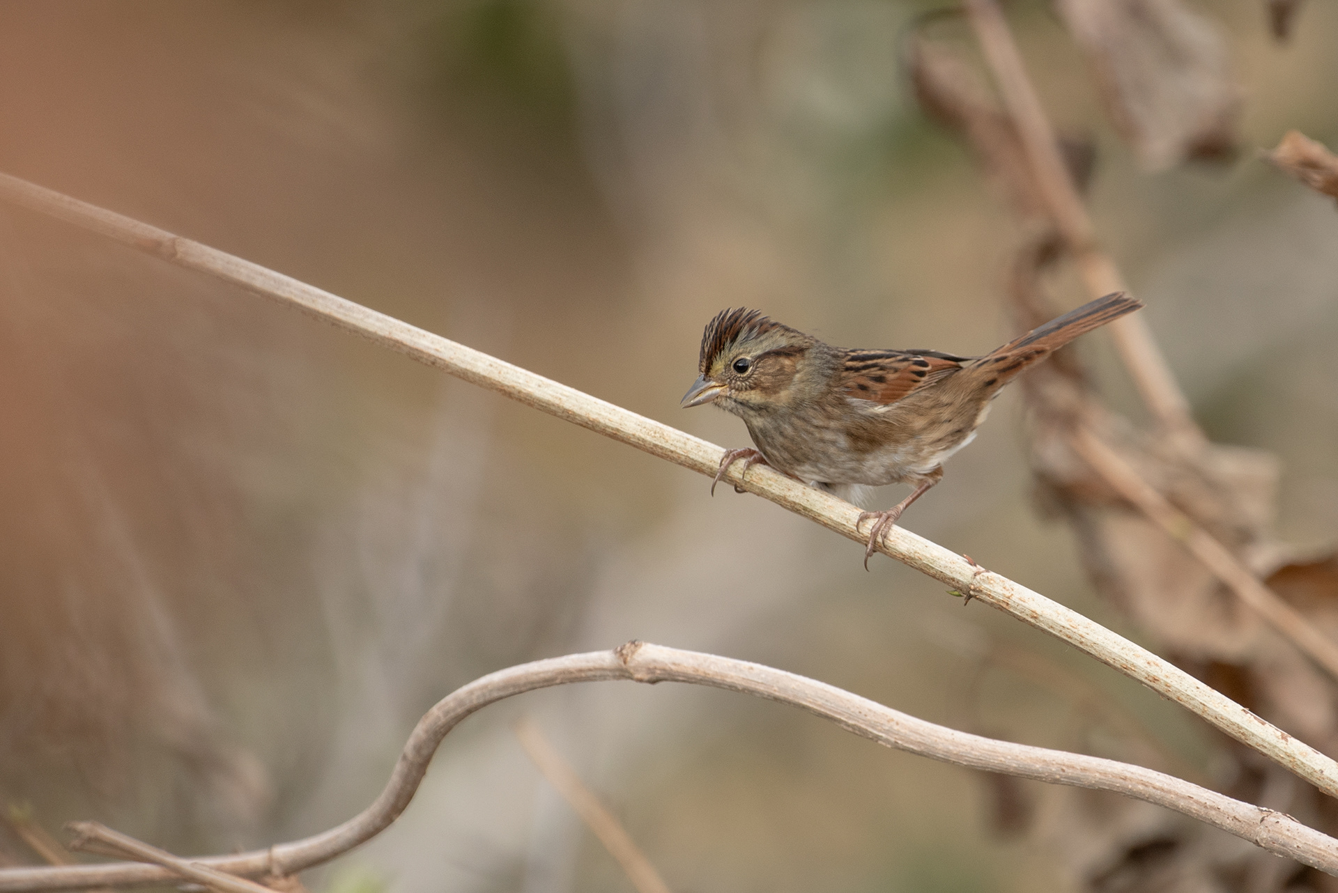 Swamp Sparrow