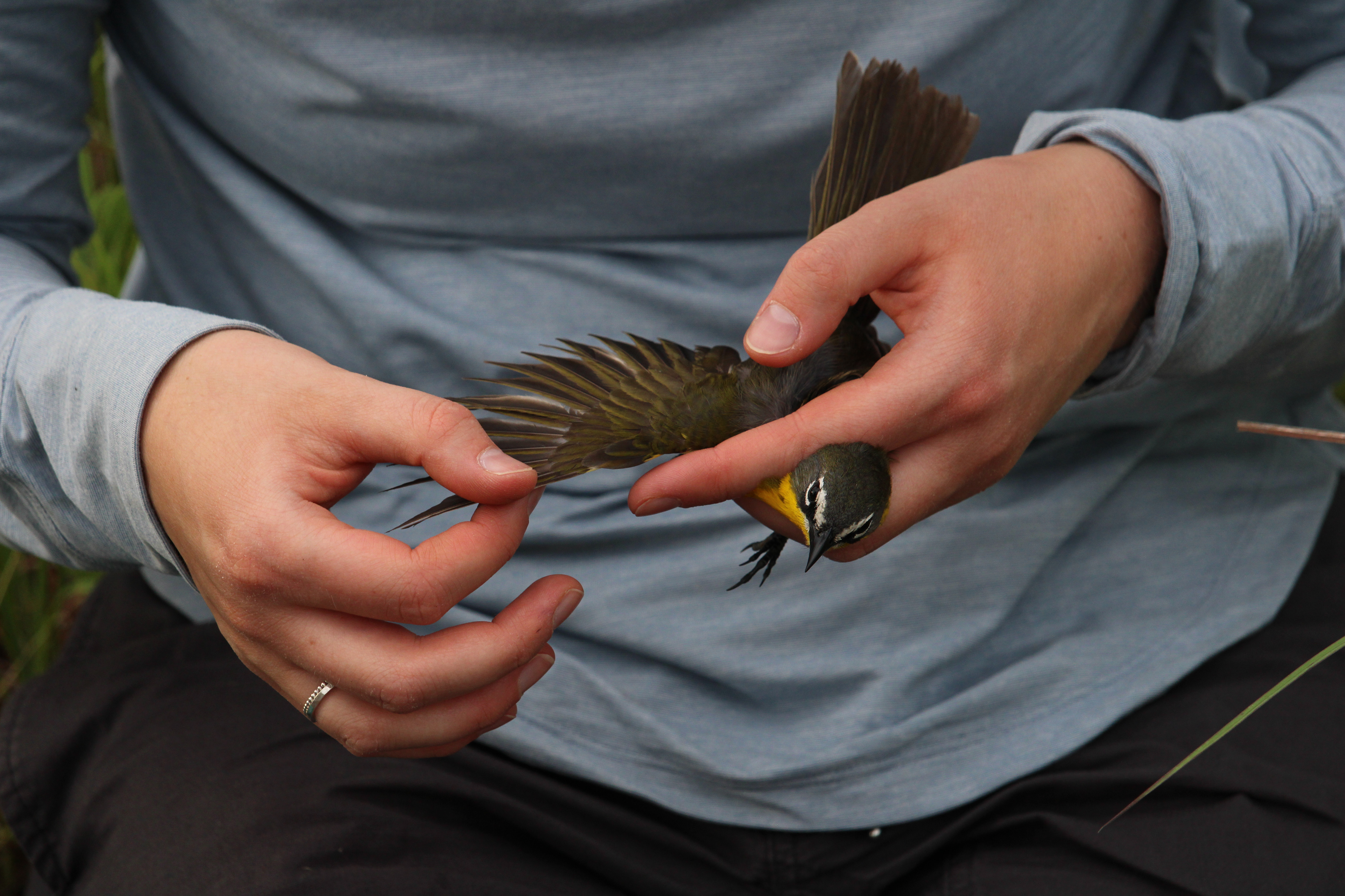 Determining the age of a Yellow-breasted Chat