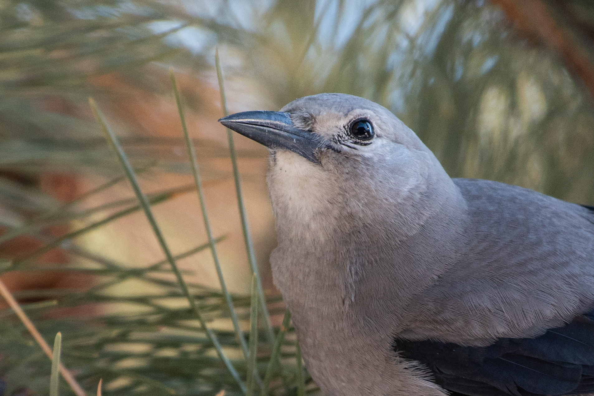 Clark's Nutcracker