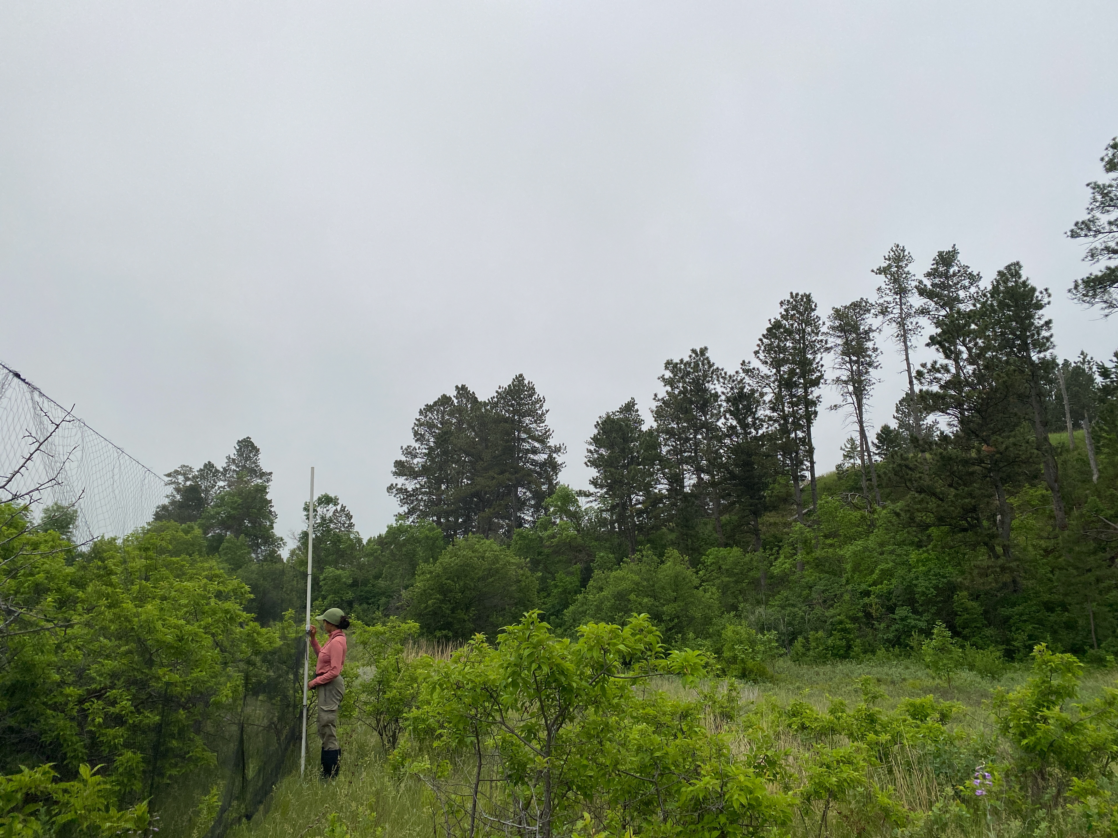 Setting up mist nets in northwestern Nebraska