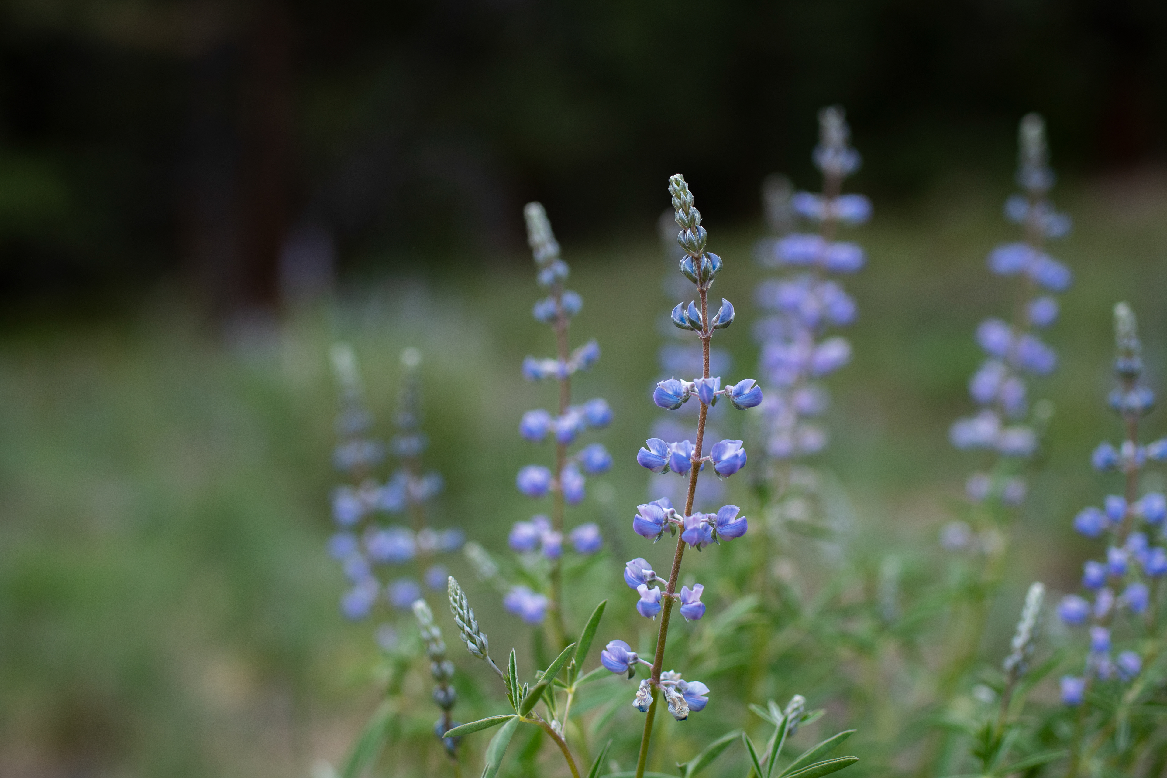 Silvery Lupine