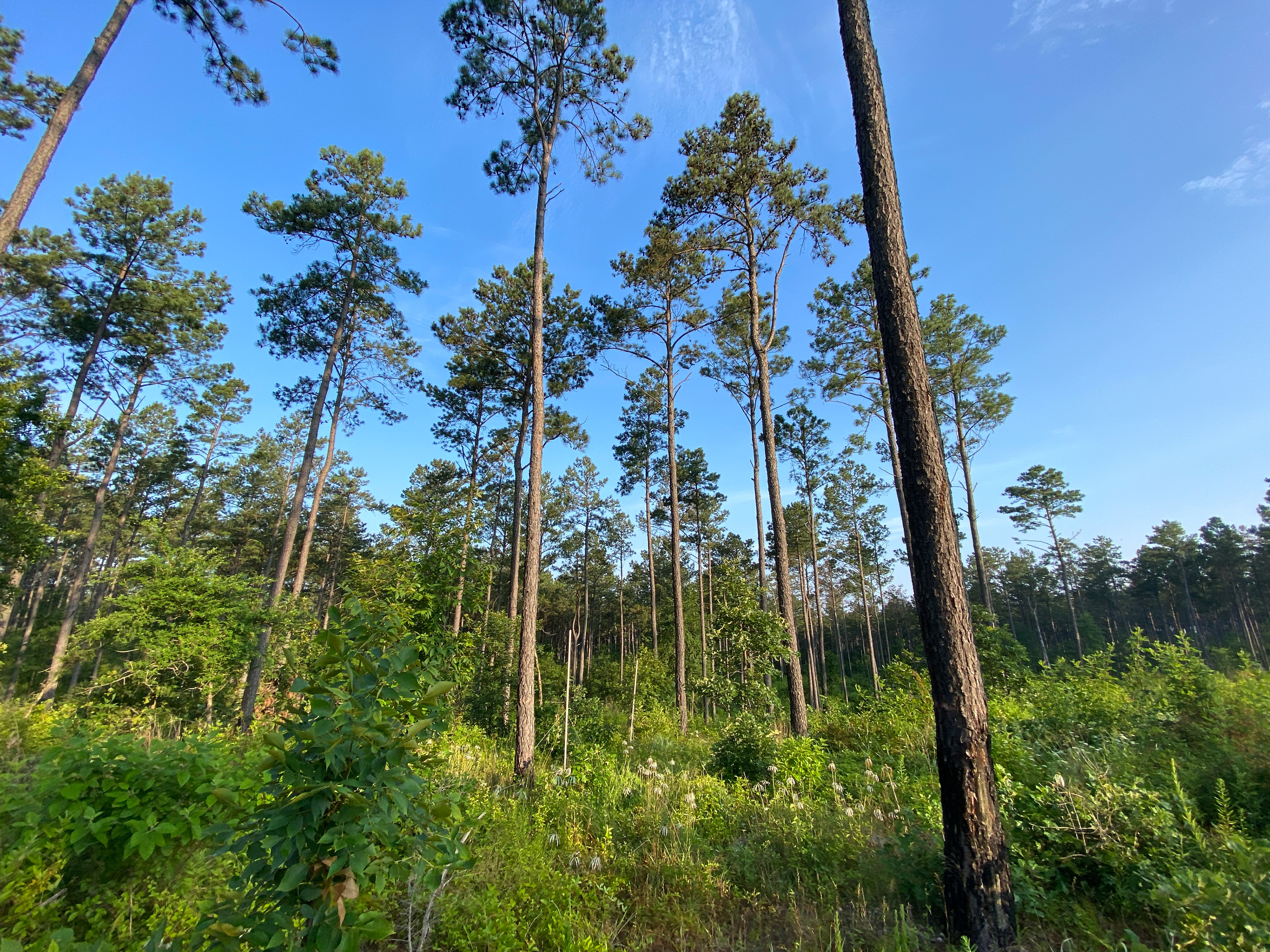 Pine forests of Oklahoma