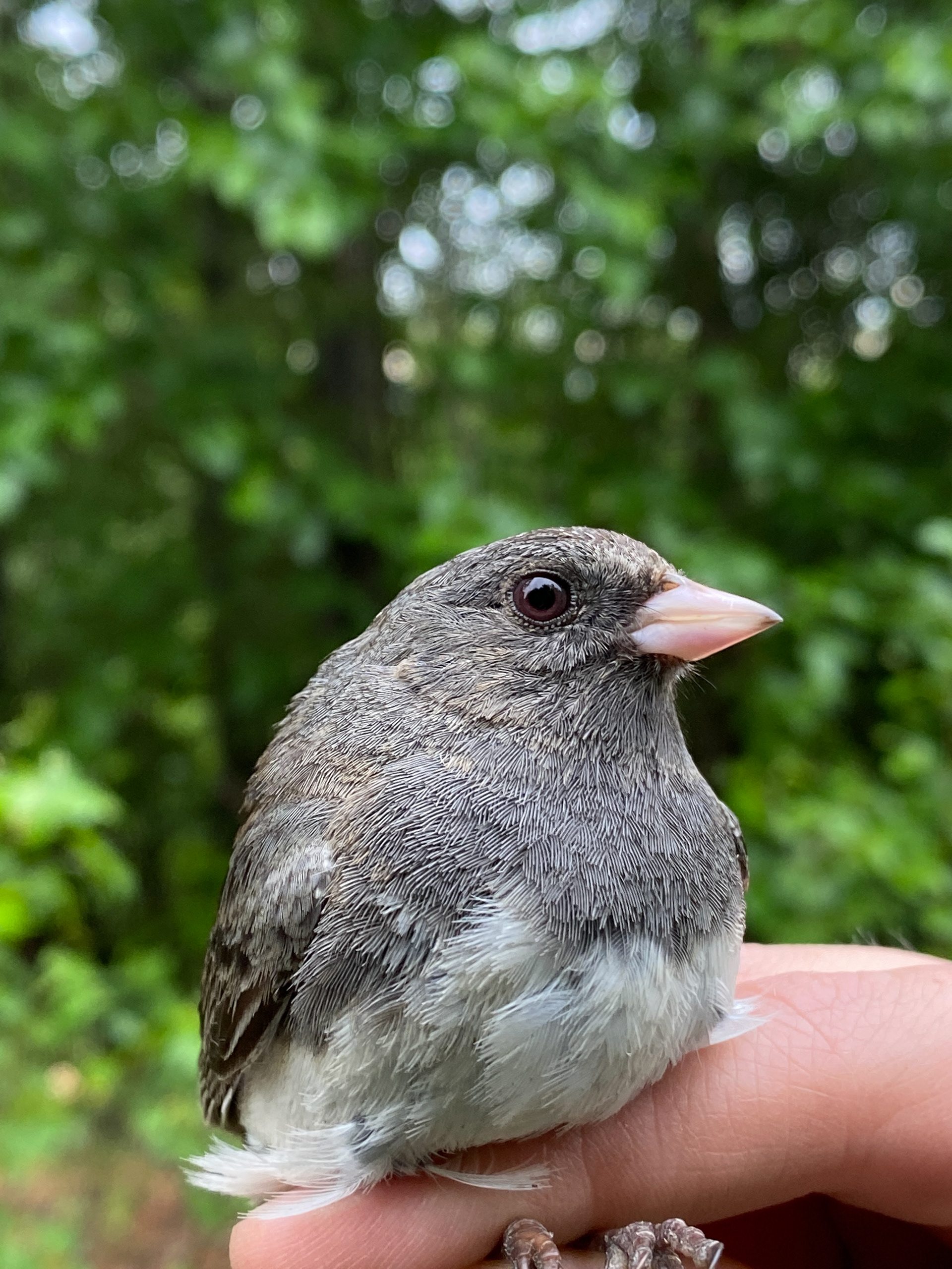 Dark-eyed Junco in British Columbia