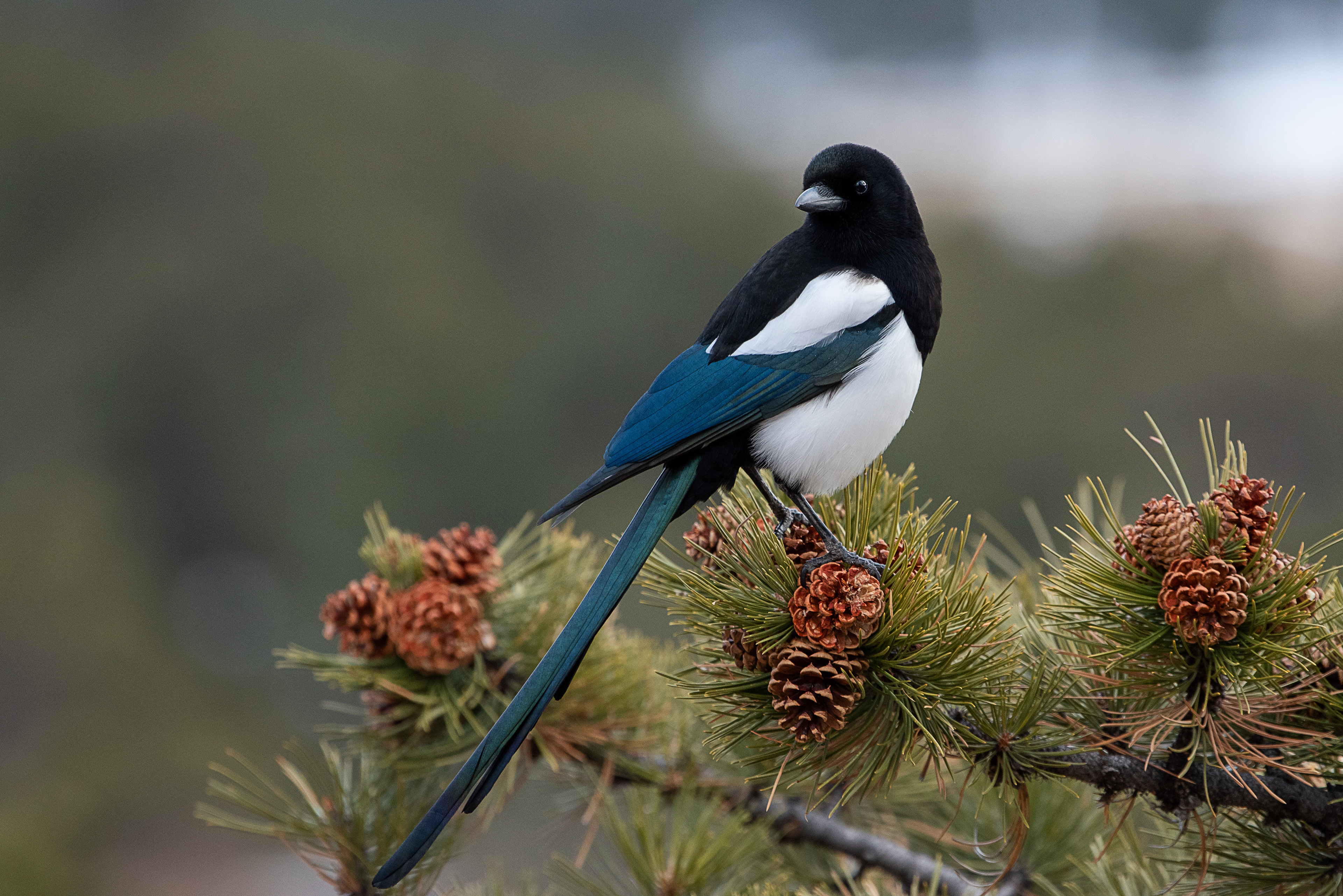 Black-billed Magpie