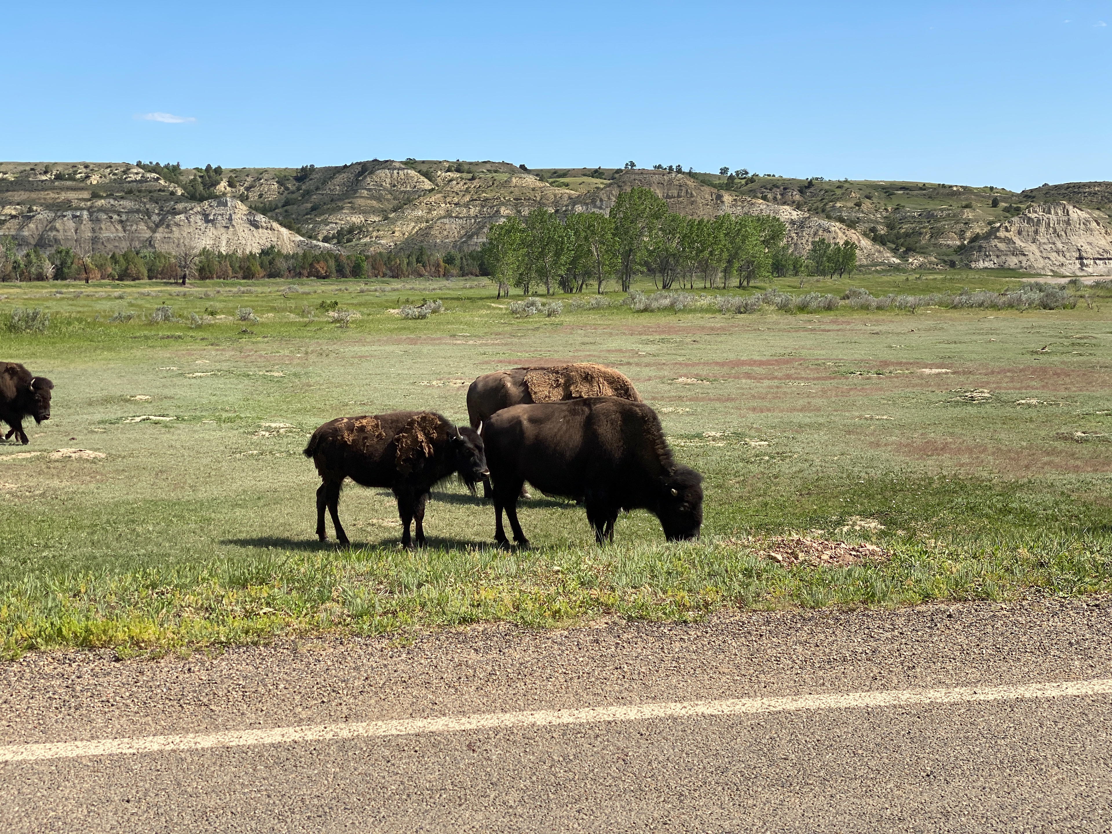 Bison in Theodore Roosevelt National Park