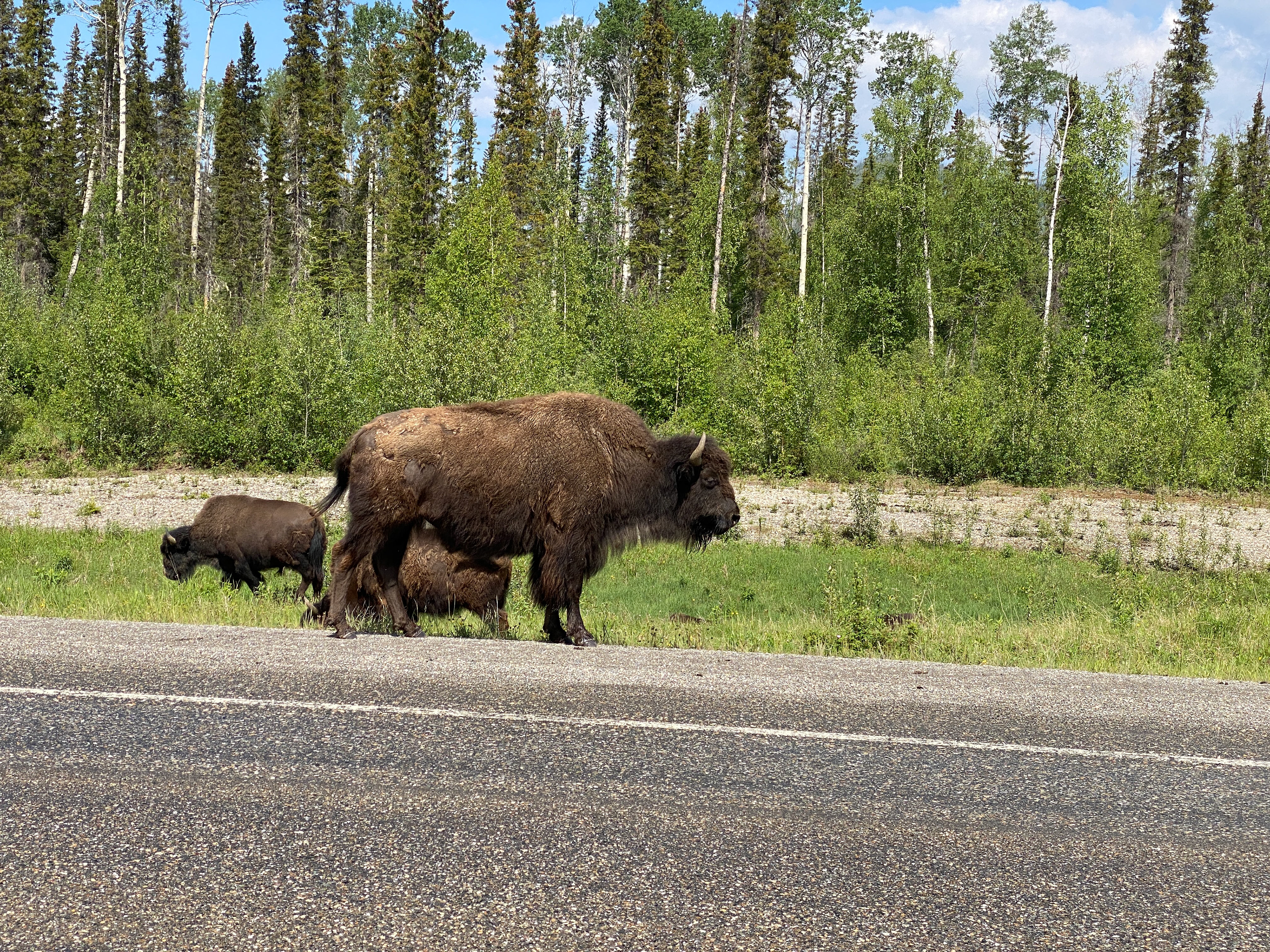 Wood Bison in the Yukon, Canada