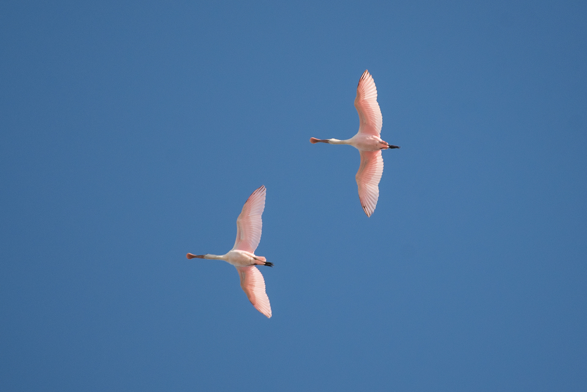 Roseate Spoonbills