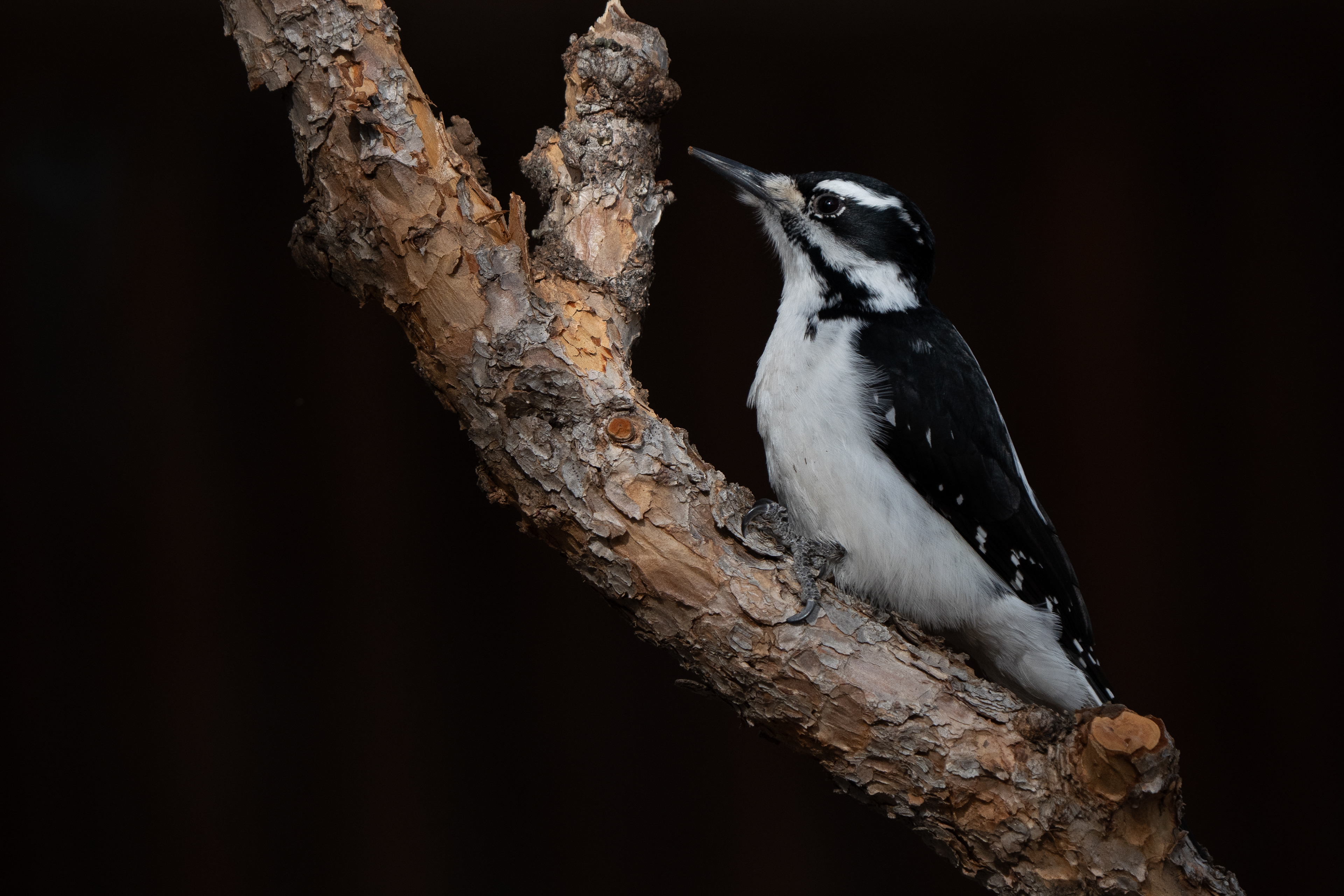 Rocky Mountain subspecies Hairy Woodpecker
