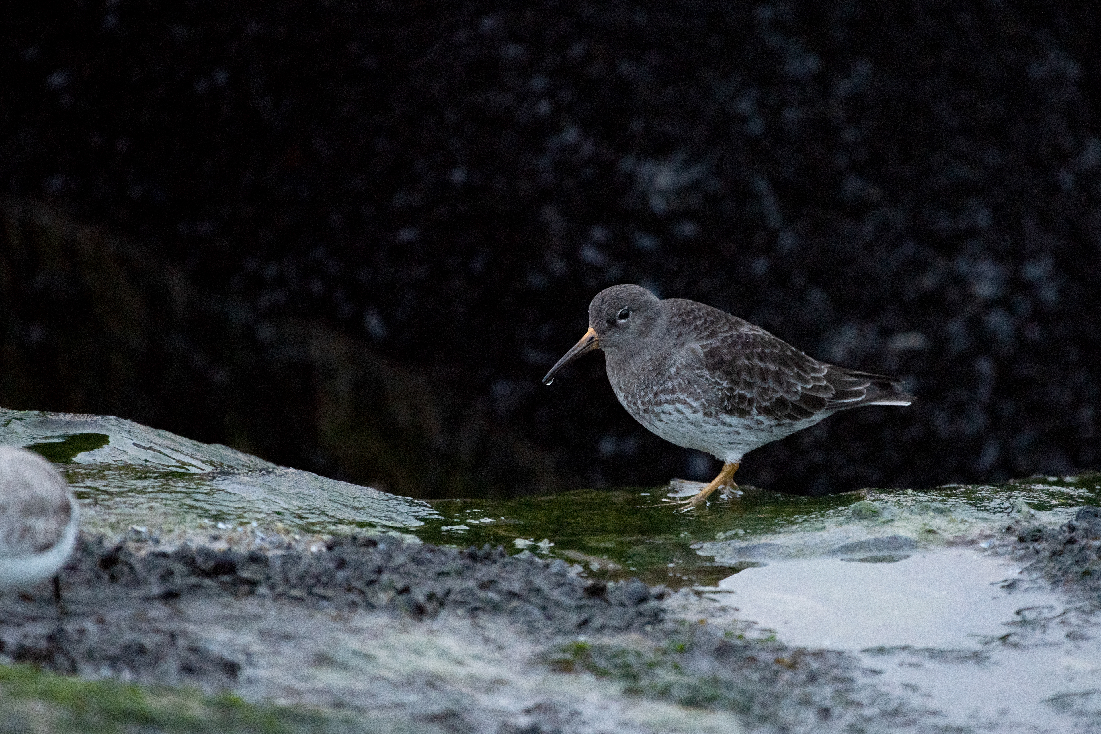 Purple Sandpiper