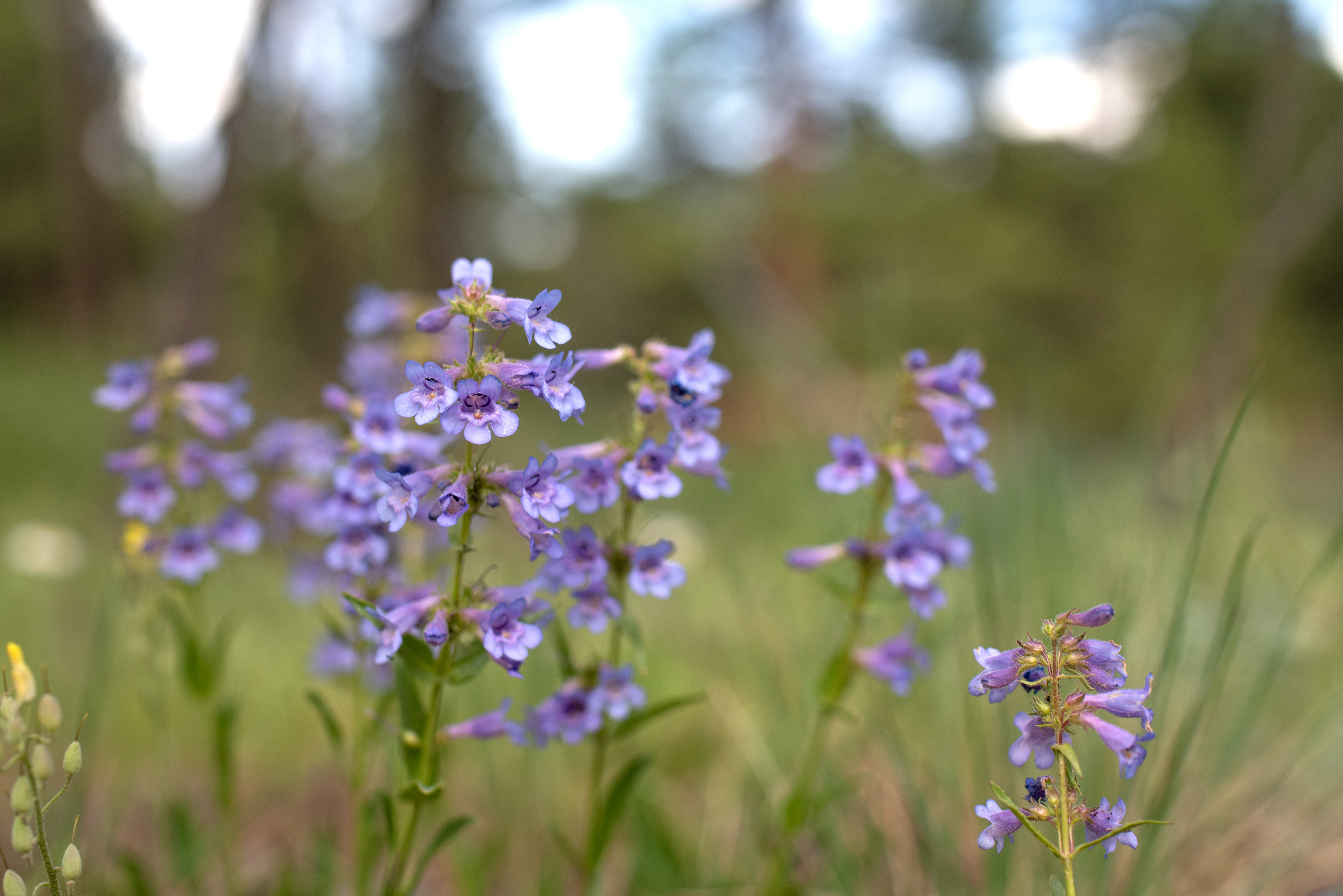 Penstemon