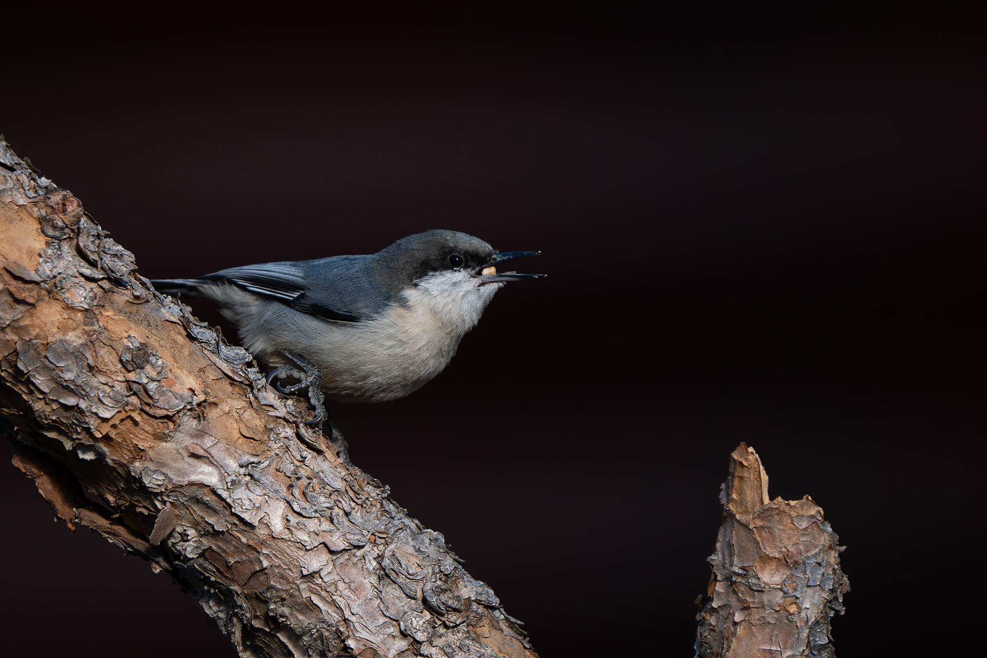 Pygmy Nuthatch