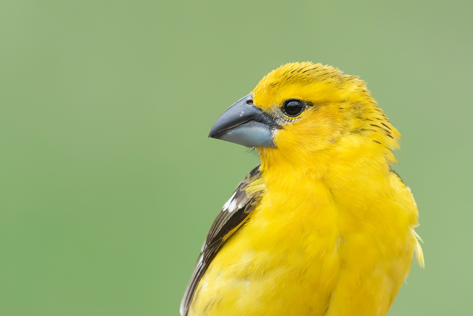 Yellow Grosbeak