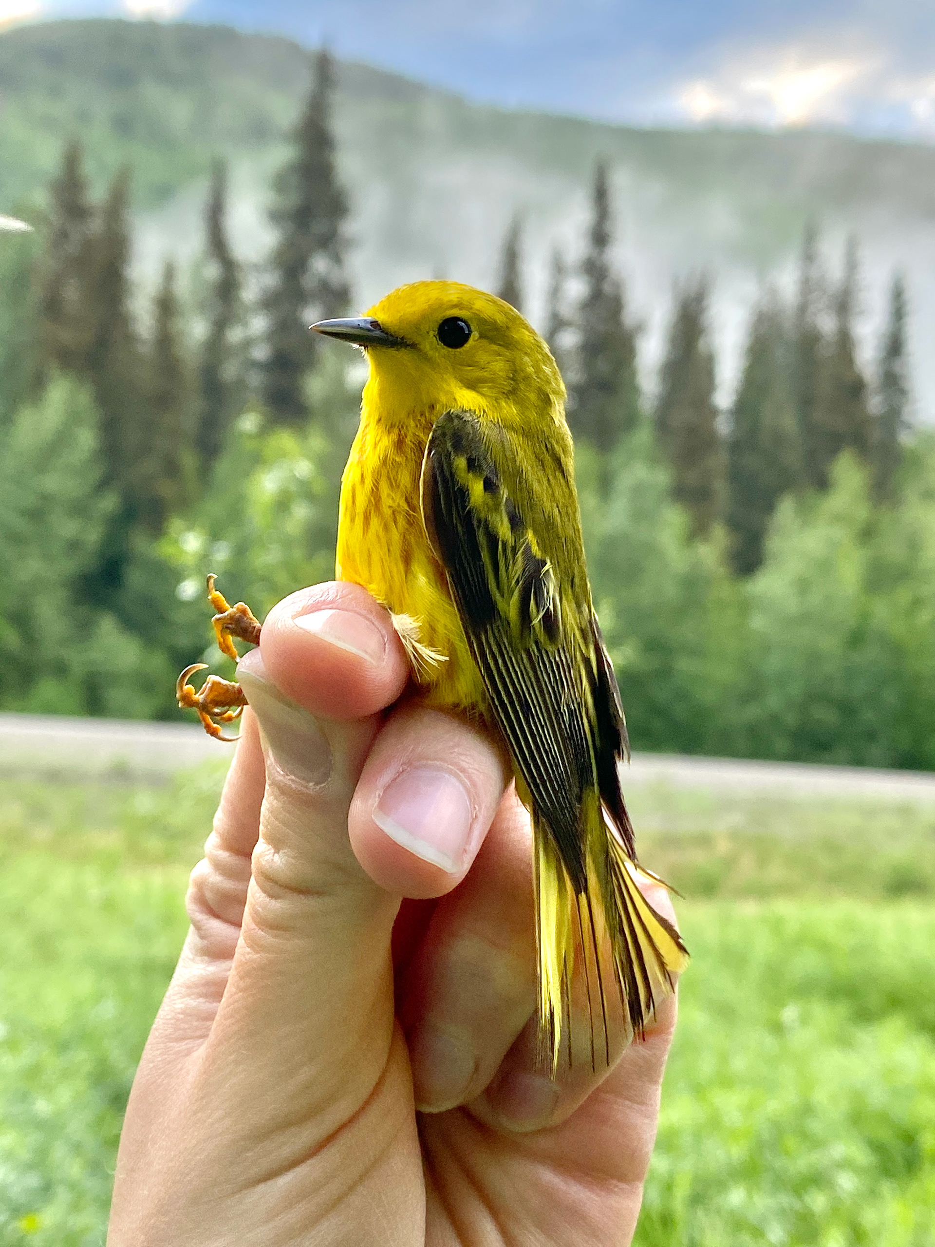 Yellow Warbler in BC