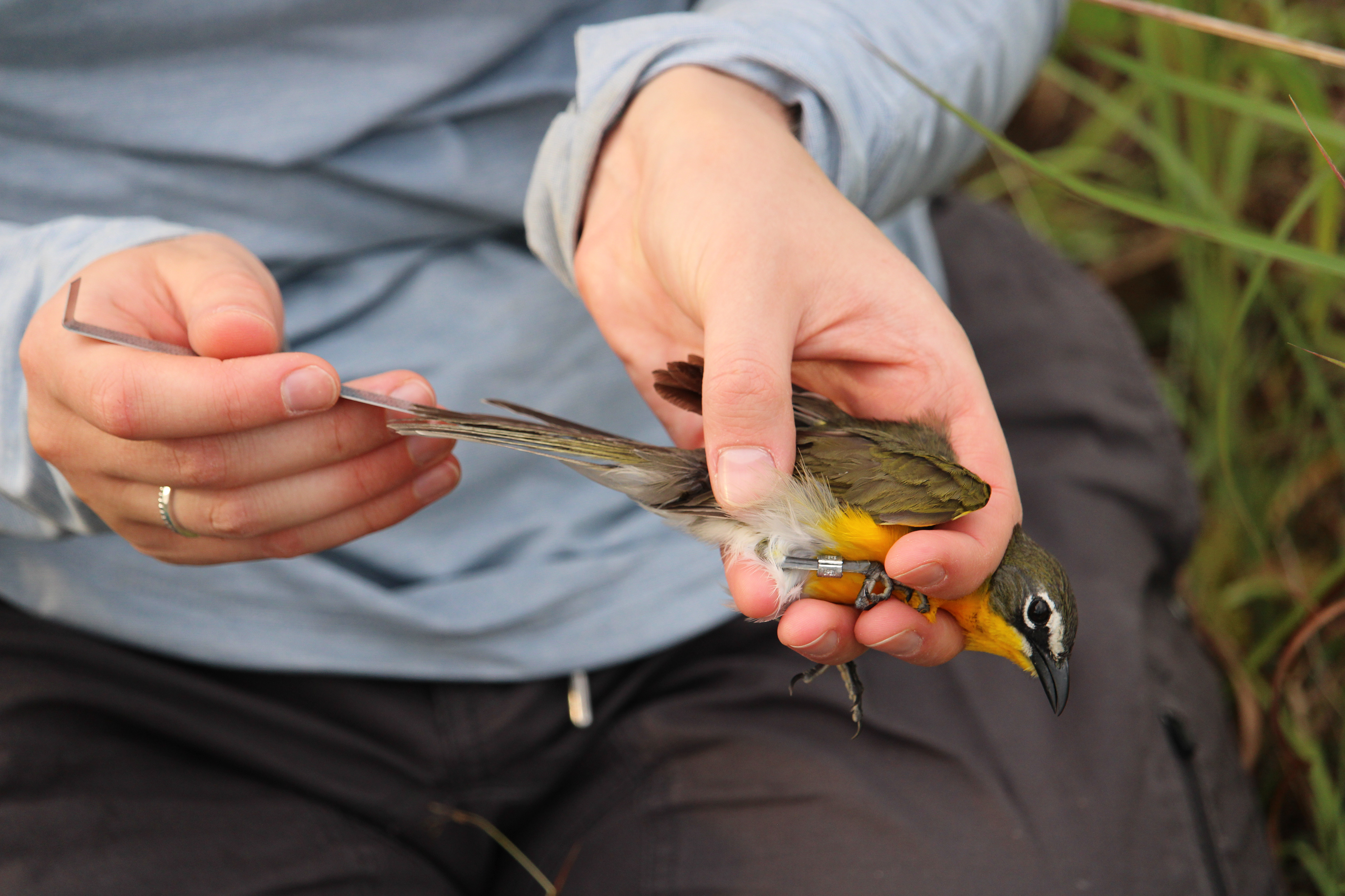 Taking a tail measurement from a Yellow-breasted Chat