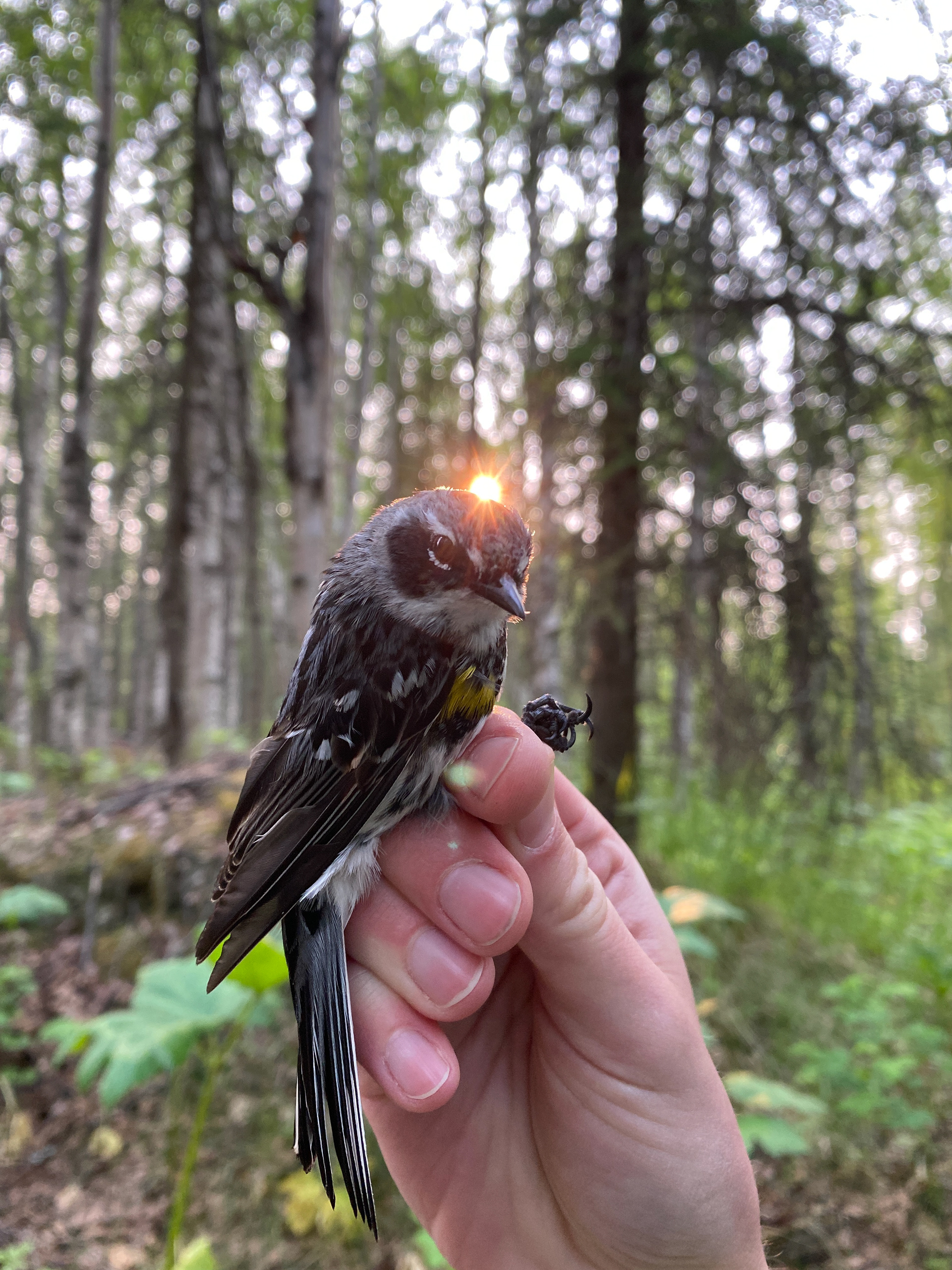 Yellow-rumped Warbler Myrtle subspecies in Anchorage, AK