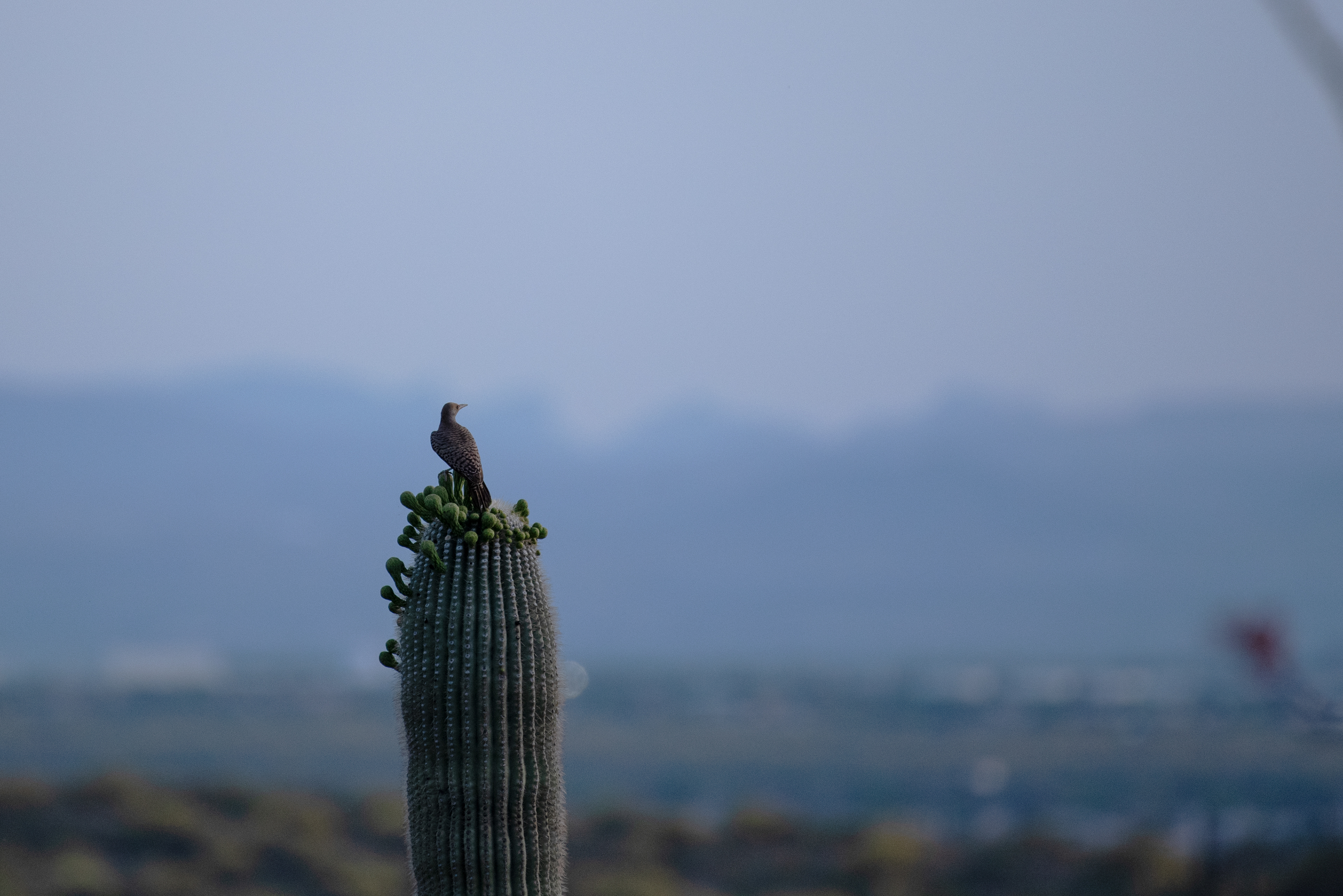 Gilded Flicker