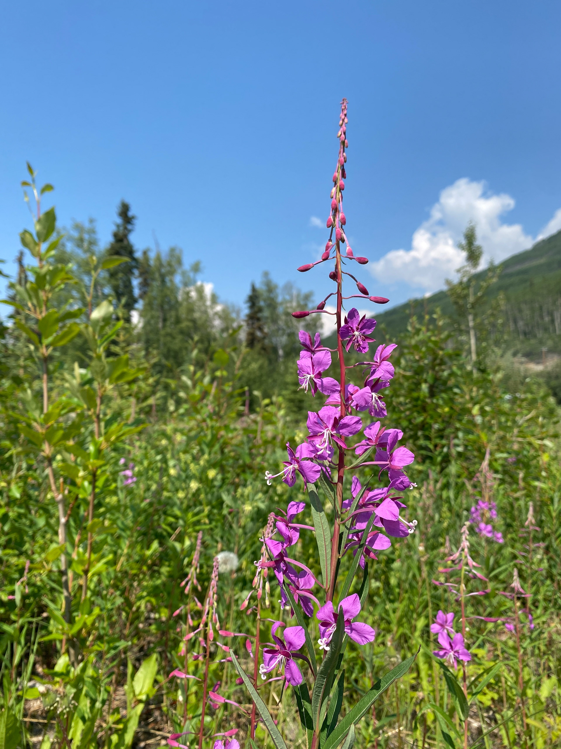 Fireweed in northern BC