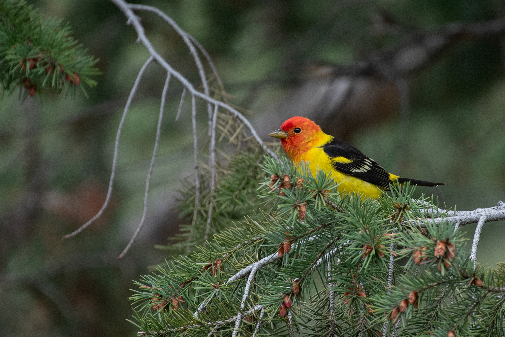 Western Tanager