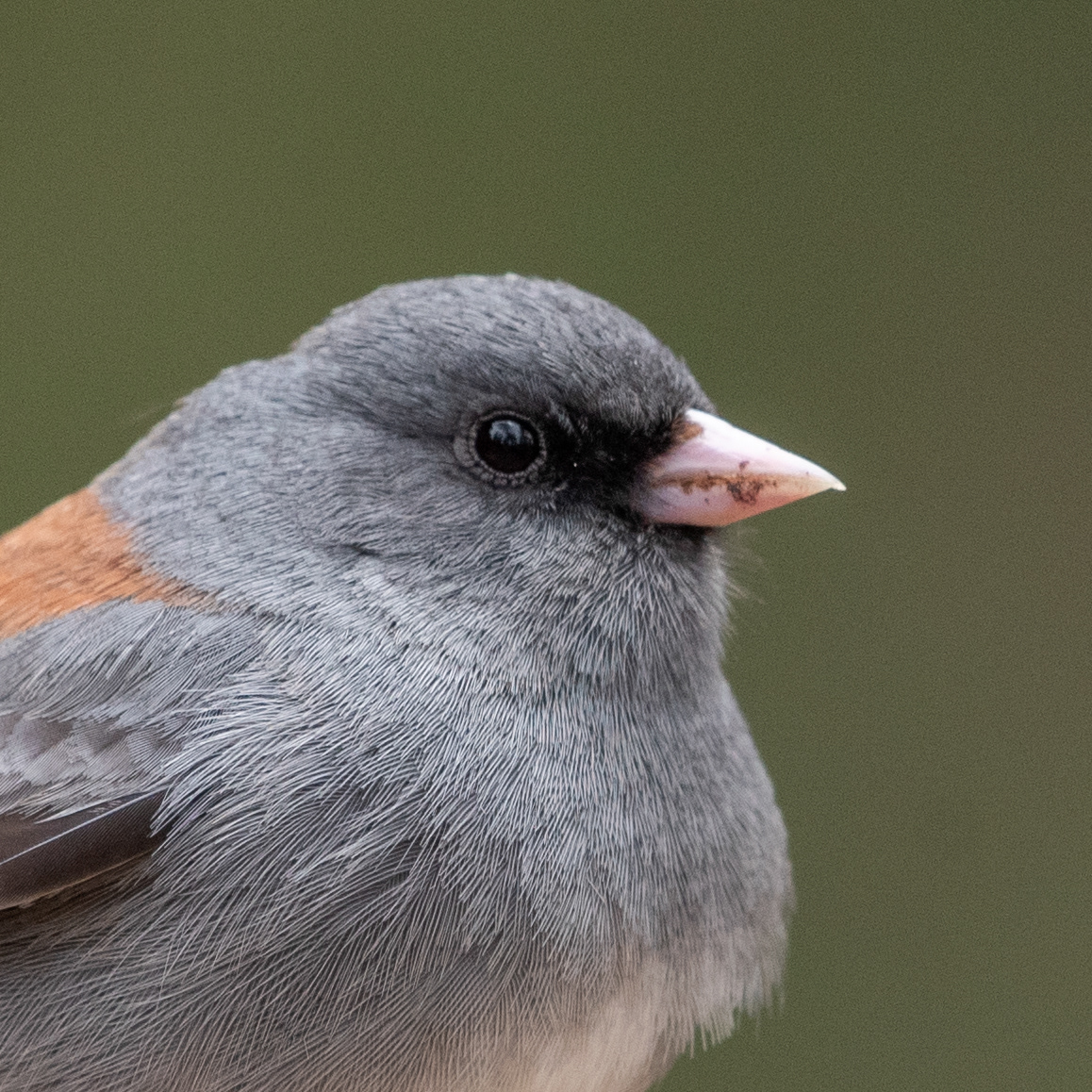 Dark-eyed Junco