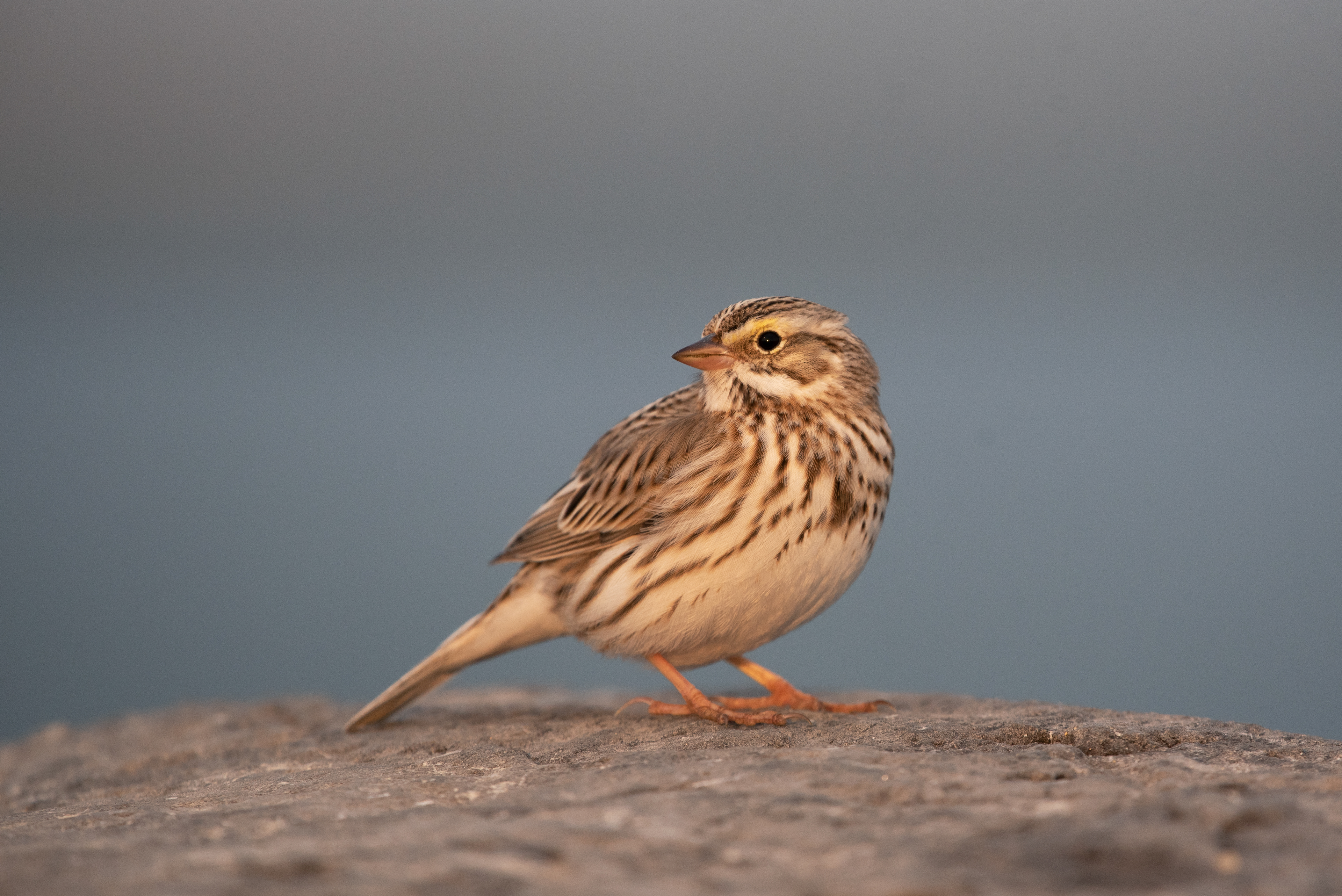 Ipswich (Savannah) Sparrow