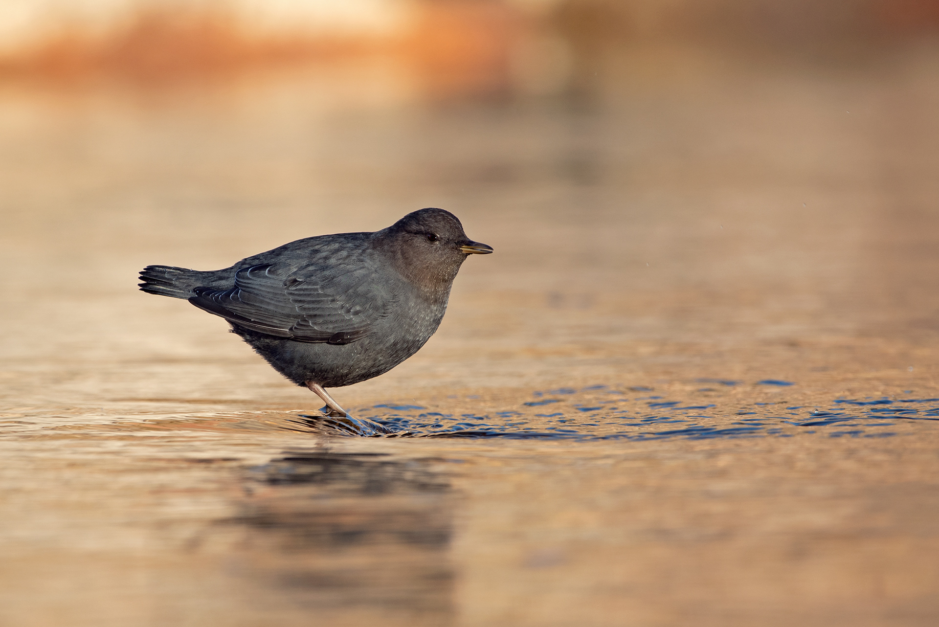 American Dipper