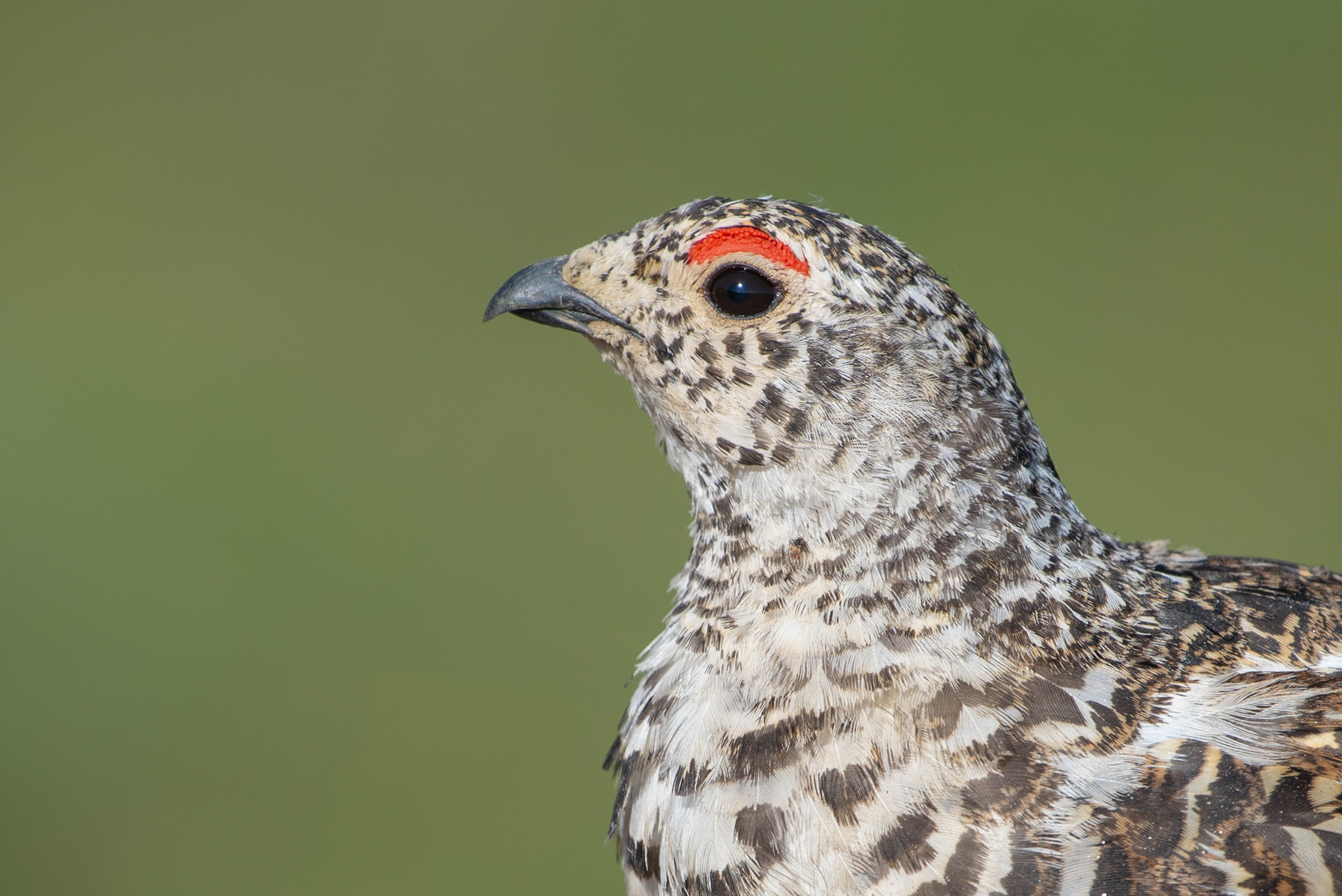 White-tailed Ptarmigan