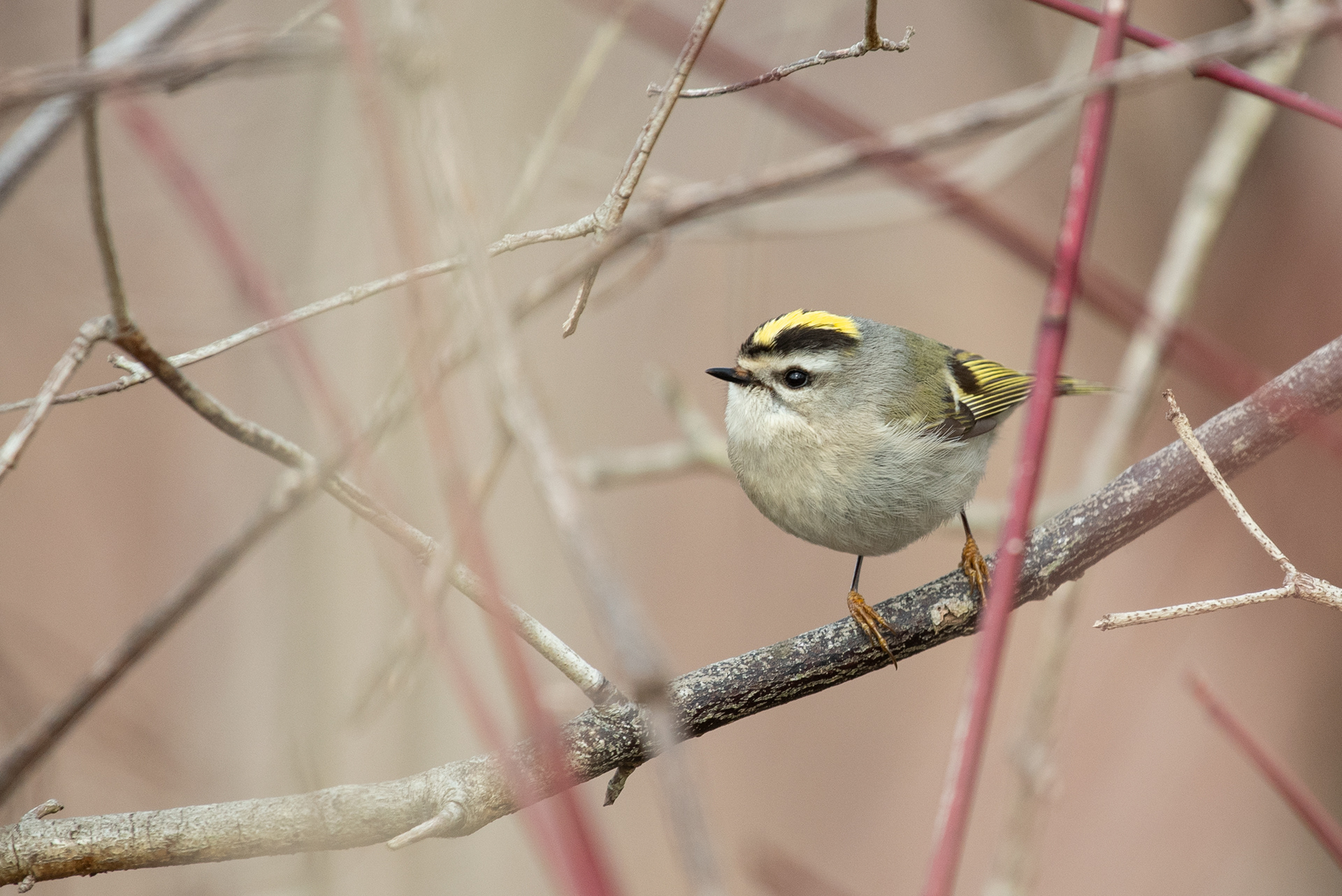 Golden-crowned Kinglet