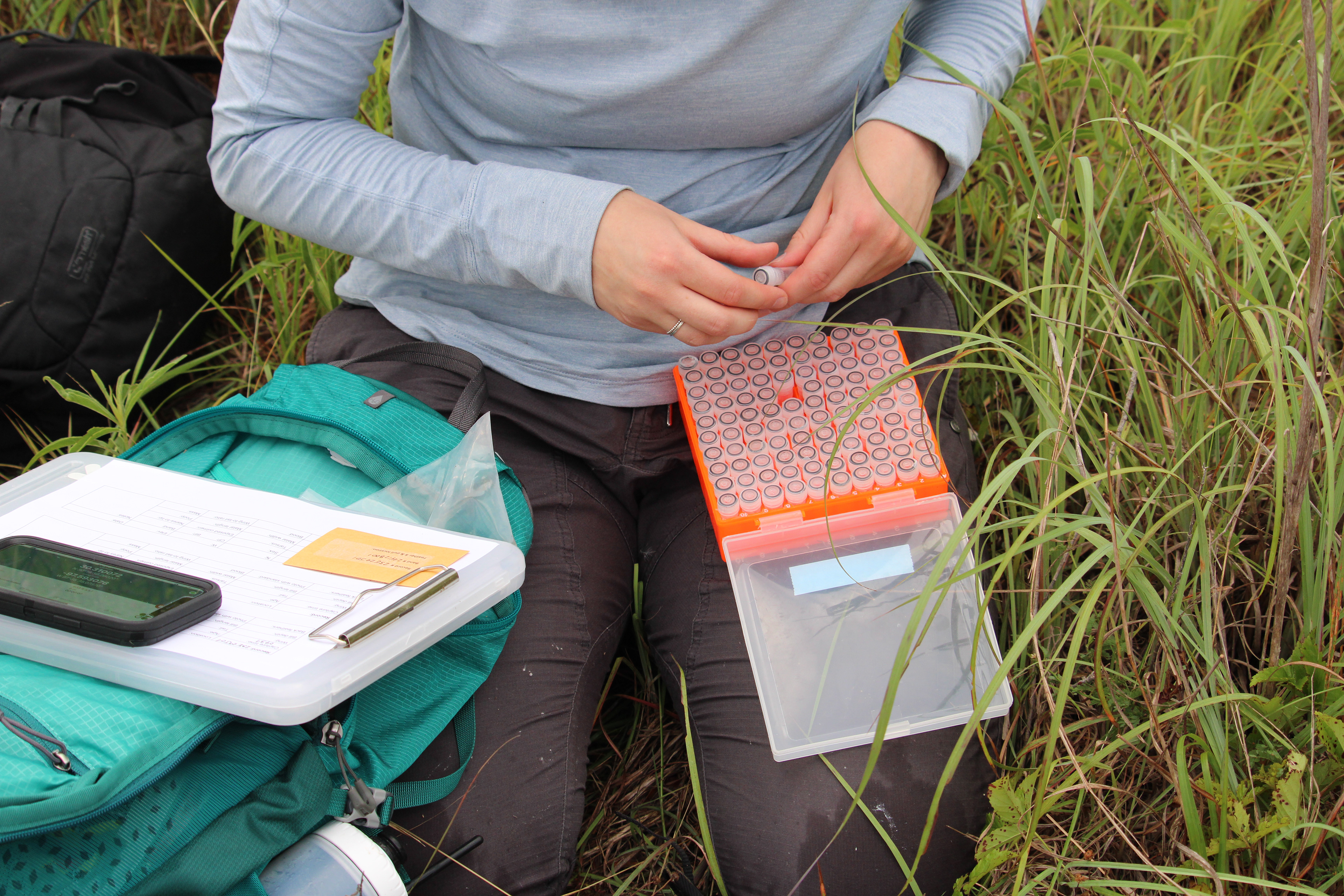 We take blood samples from each bird and store them in buffer solution for genomic analysis.