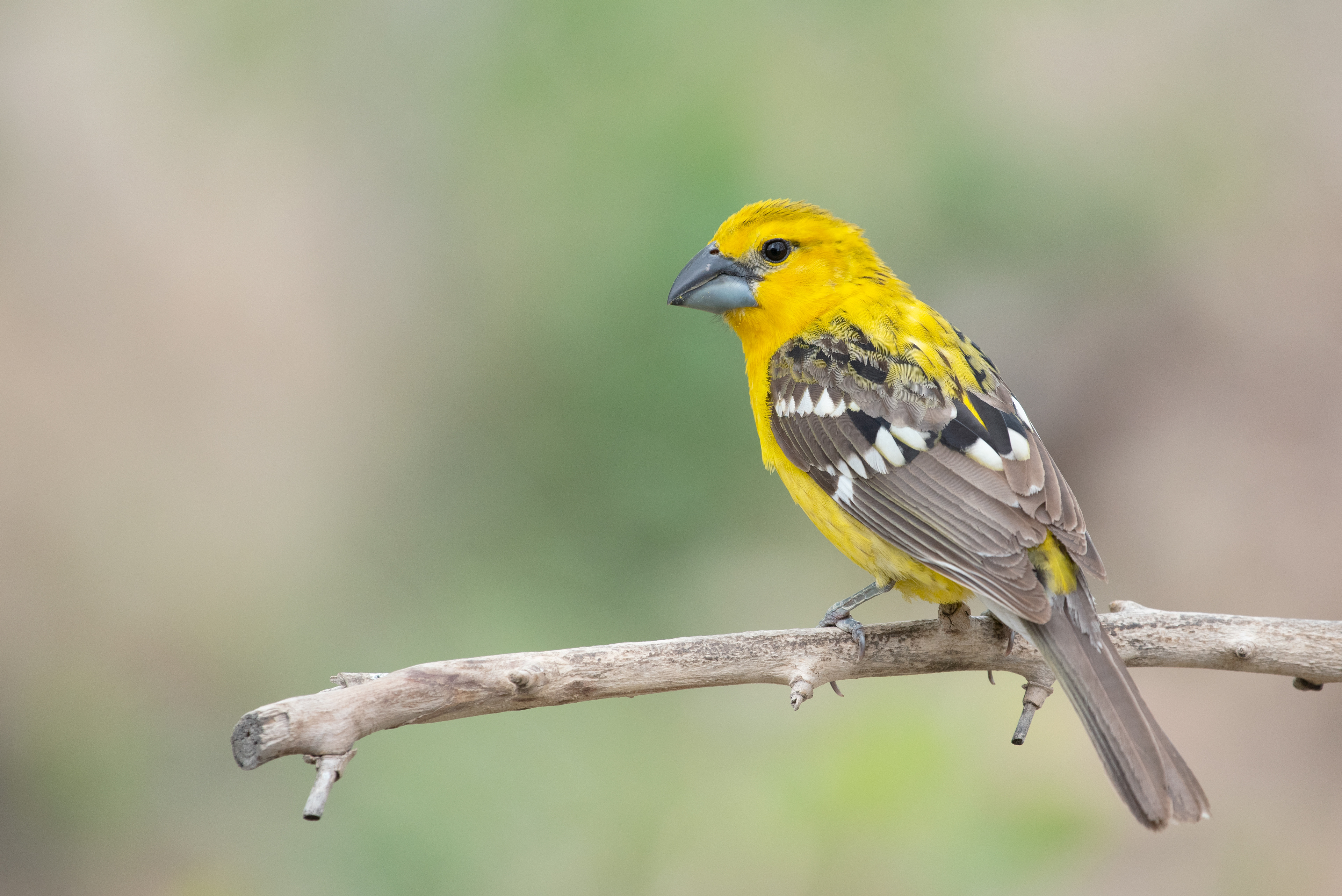 Yellow Grosbeak