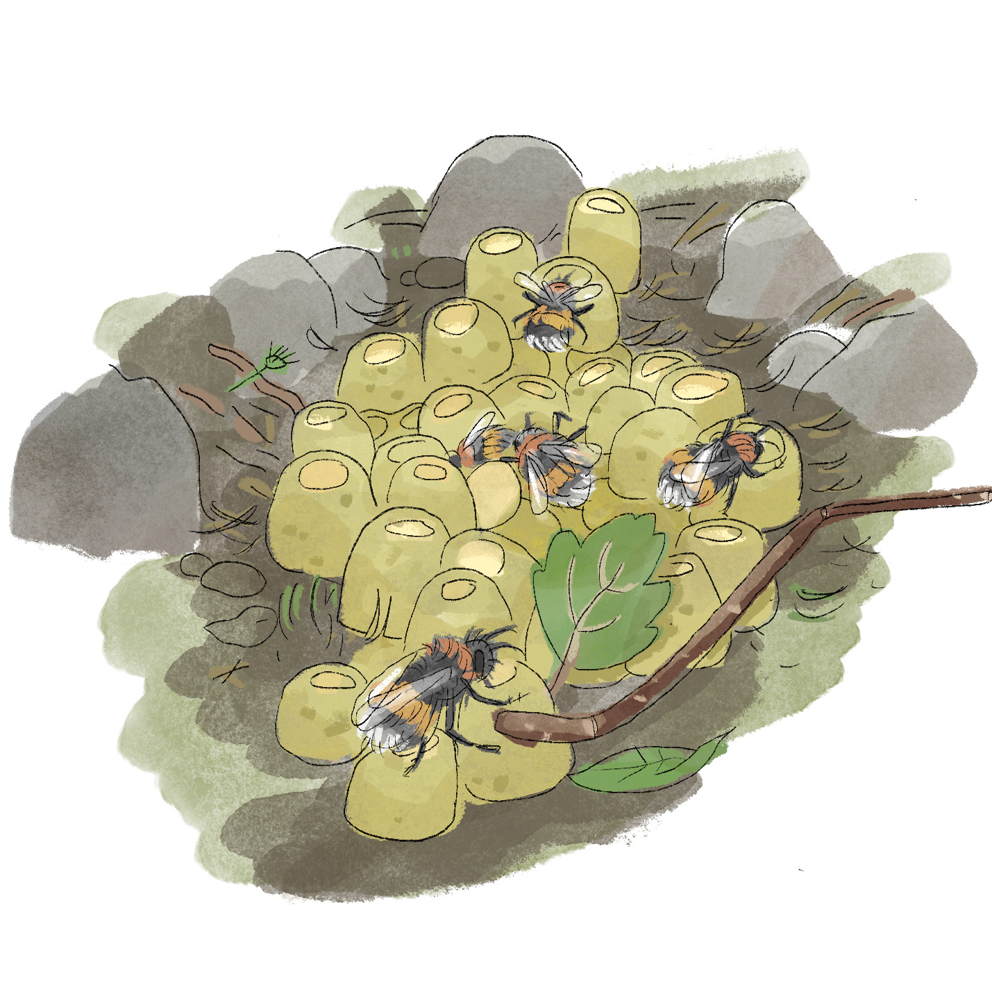 Hummelnest dunkle Erdhummel