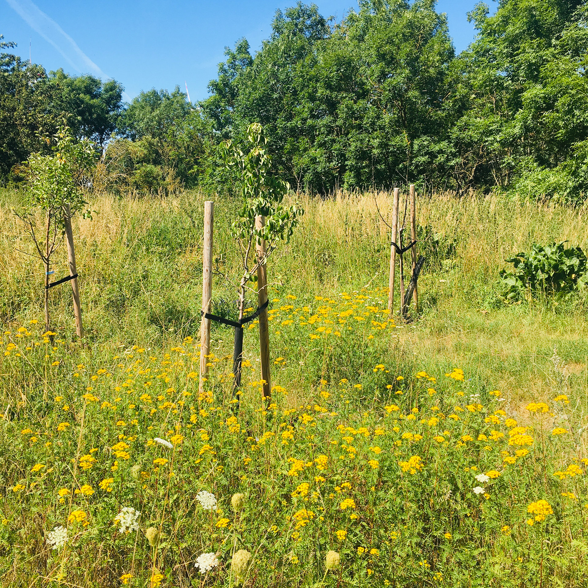 Streuobstwiese